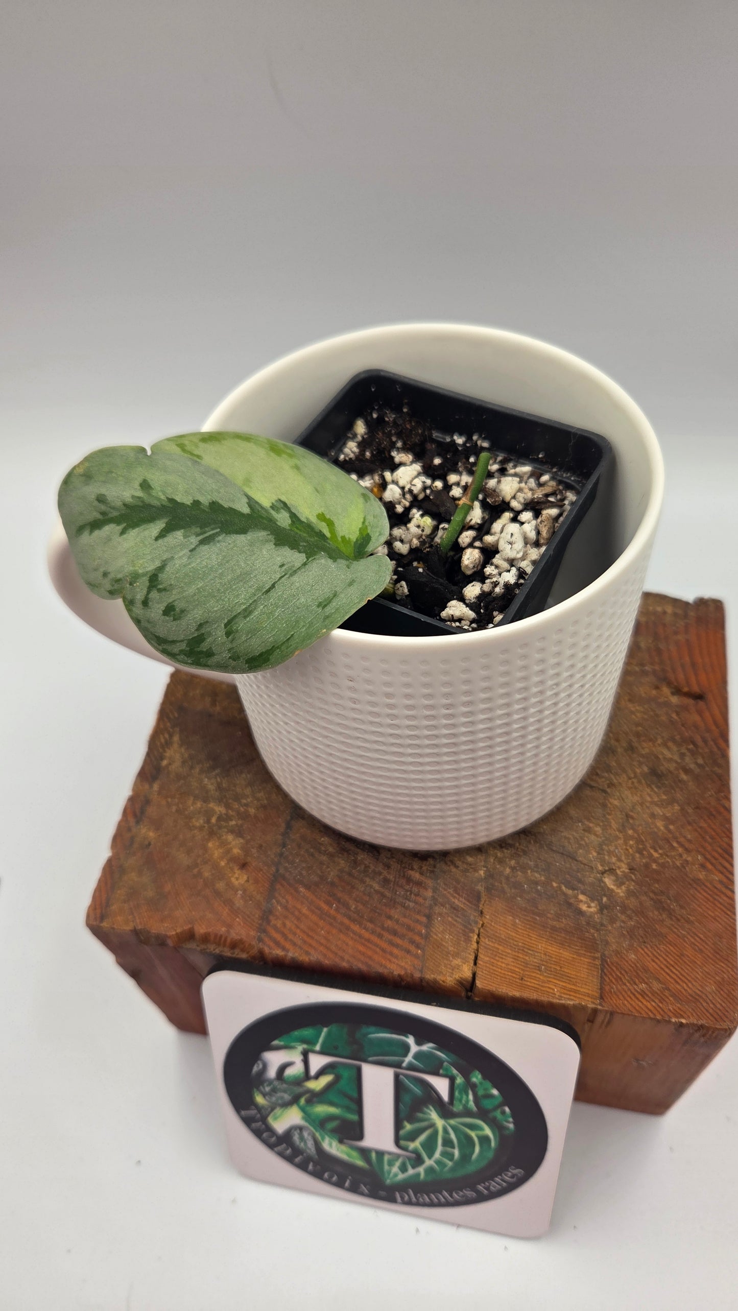 Scindapsus Yupa (SCI-1271)