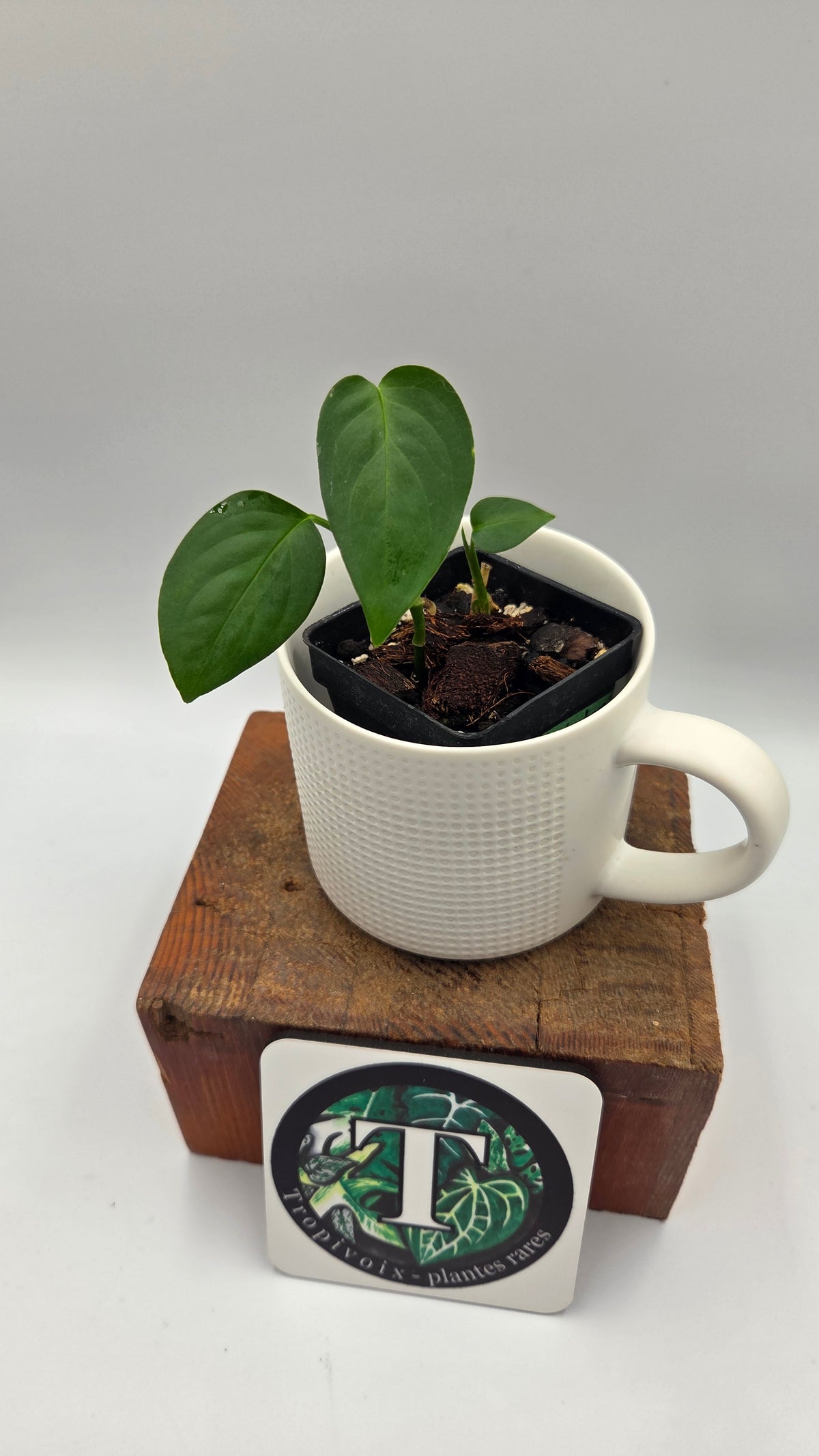 Monstera Obliqua Aff Indanza (MON-284)