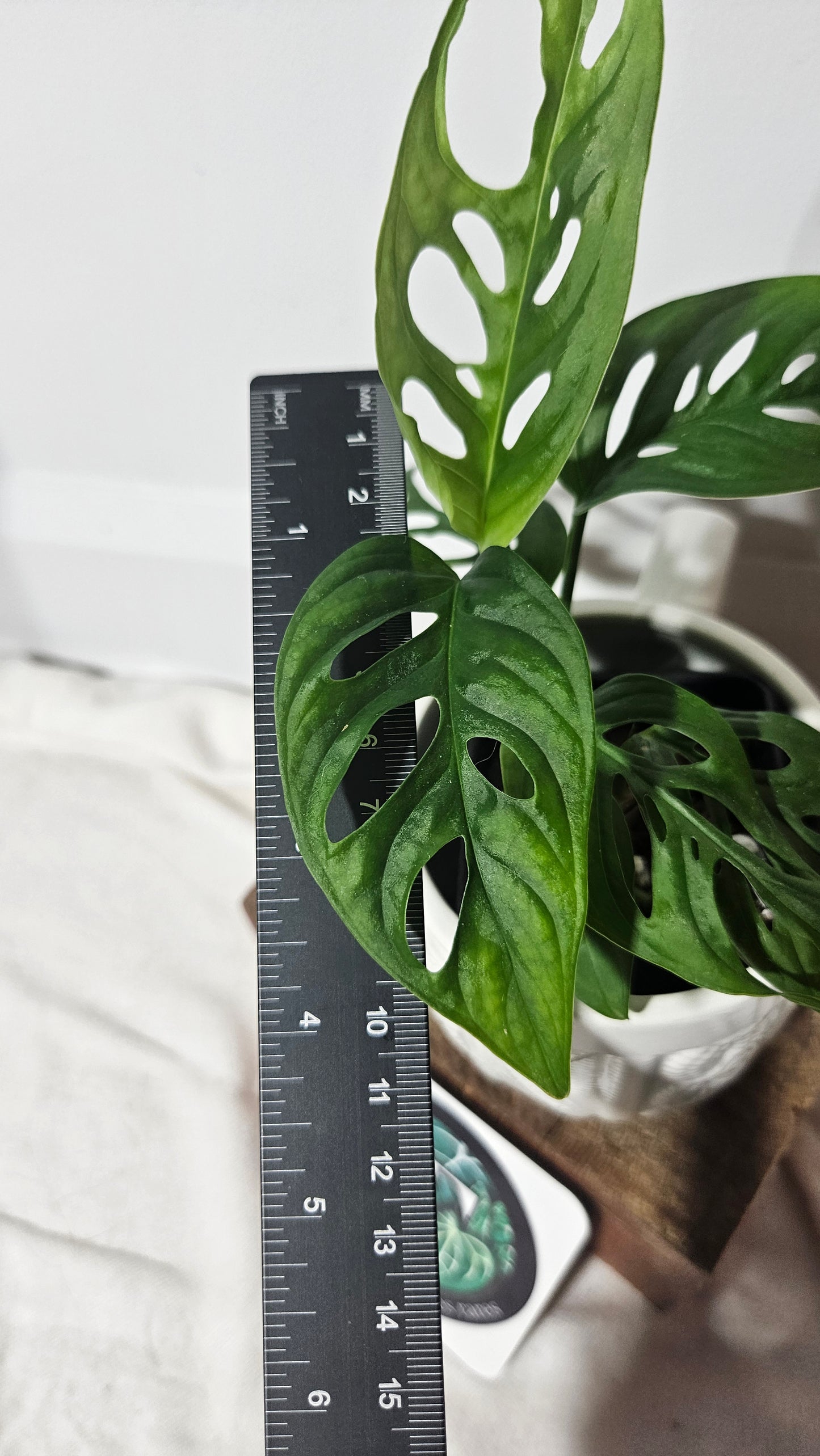 Monstera Andasonii Albo REVERT (MON-251)