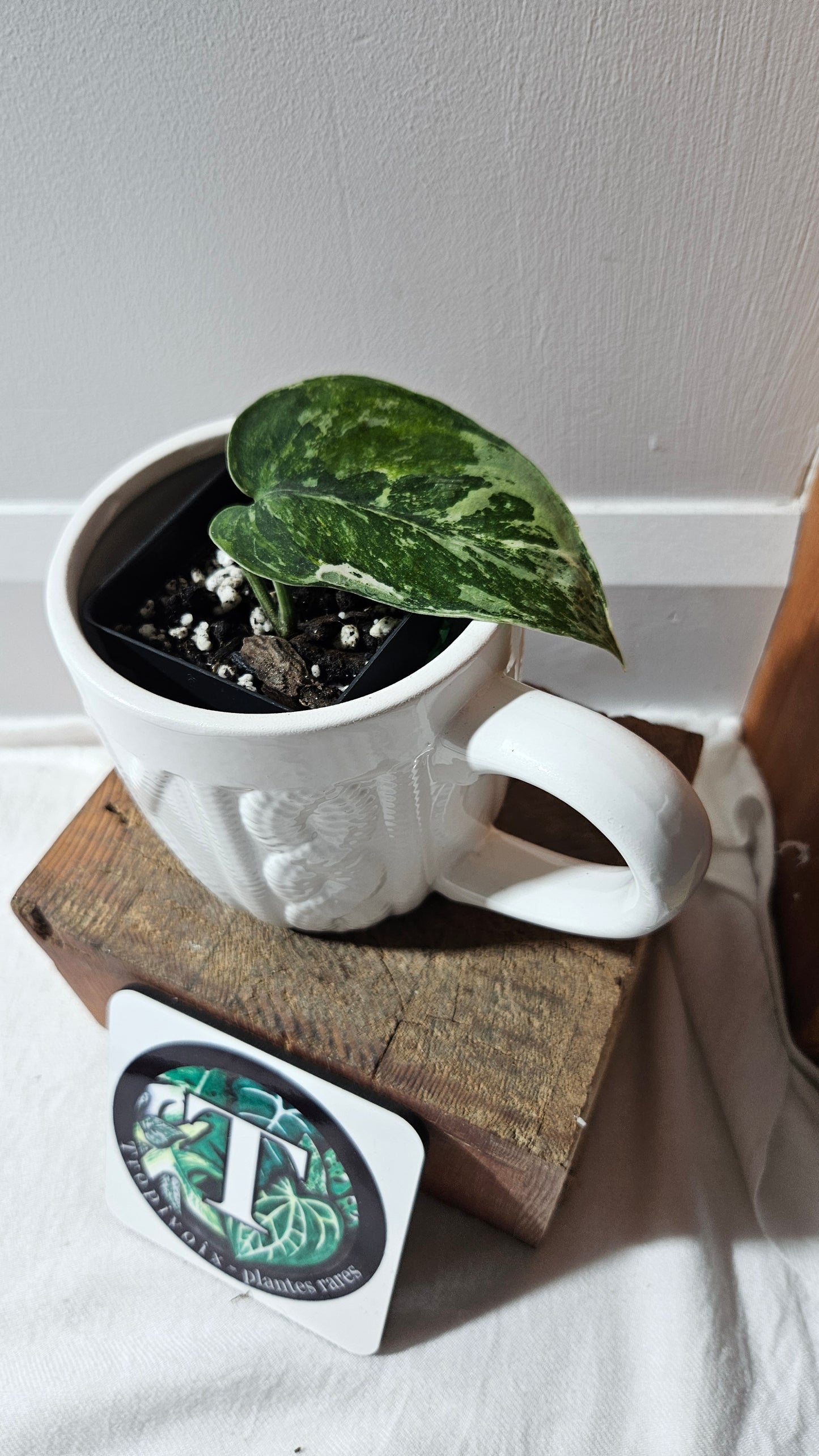 Scindapsus Dark satin Tricolore (SCI-1099)