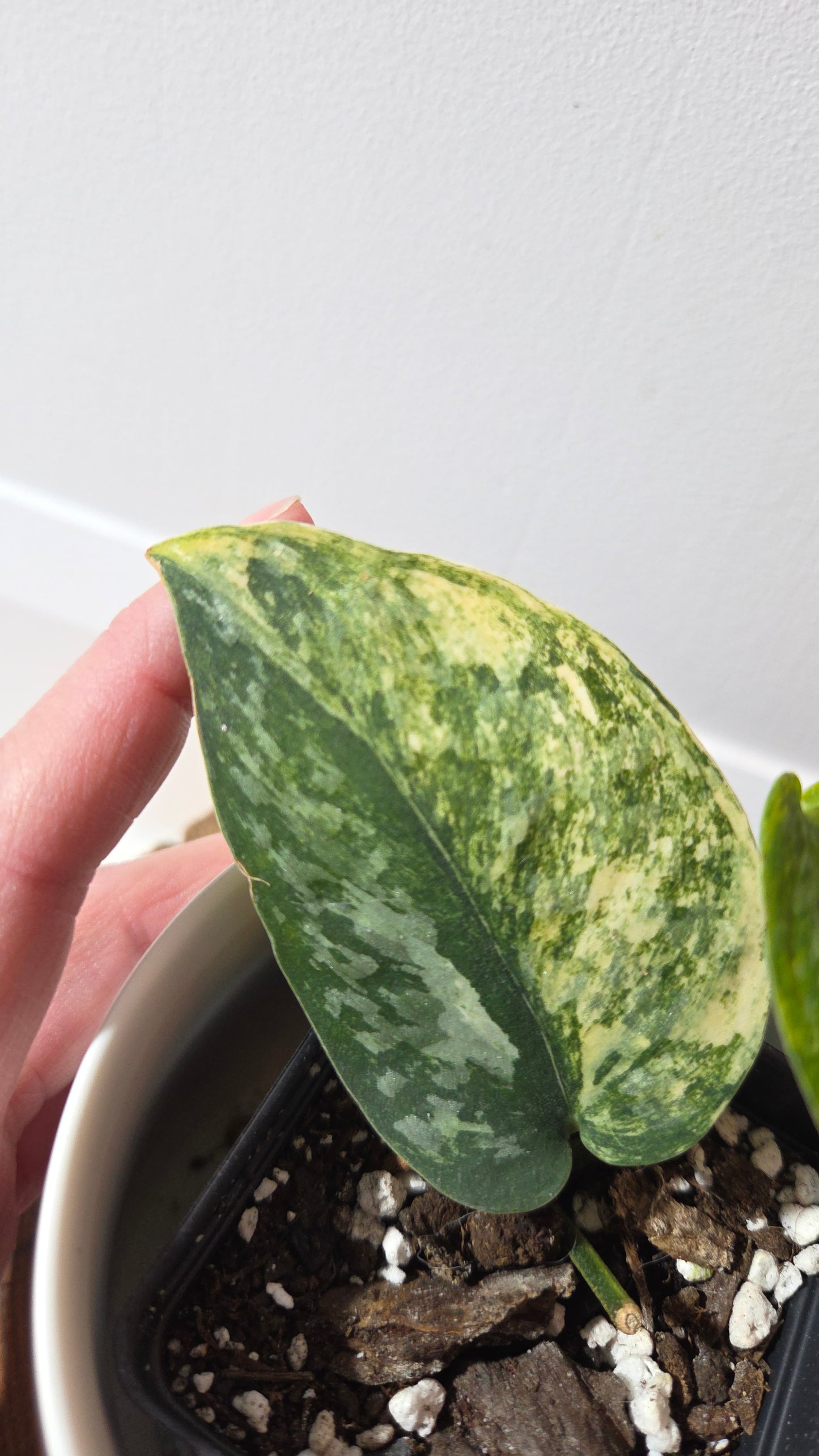 Scindapsus Rajatapura Aurea (SCI-1379)