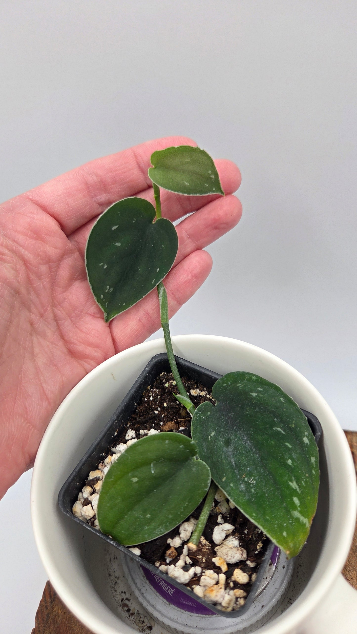 Scindapsus Black SP Bornéo (SCI-1444)