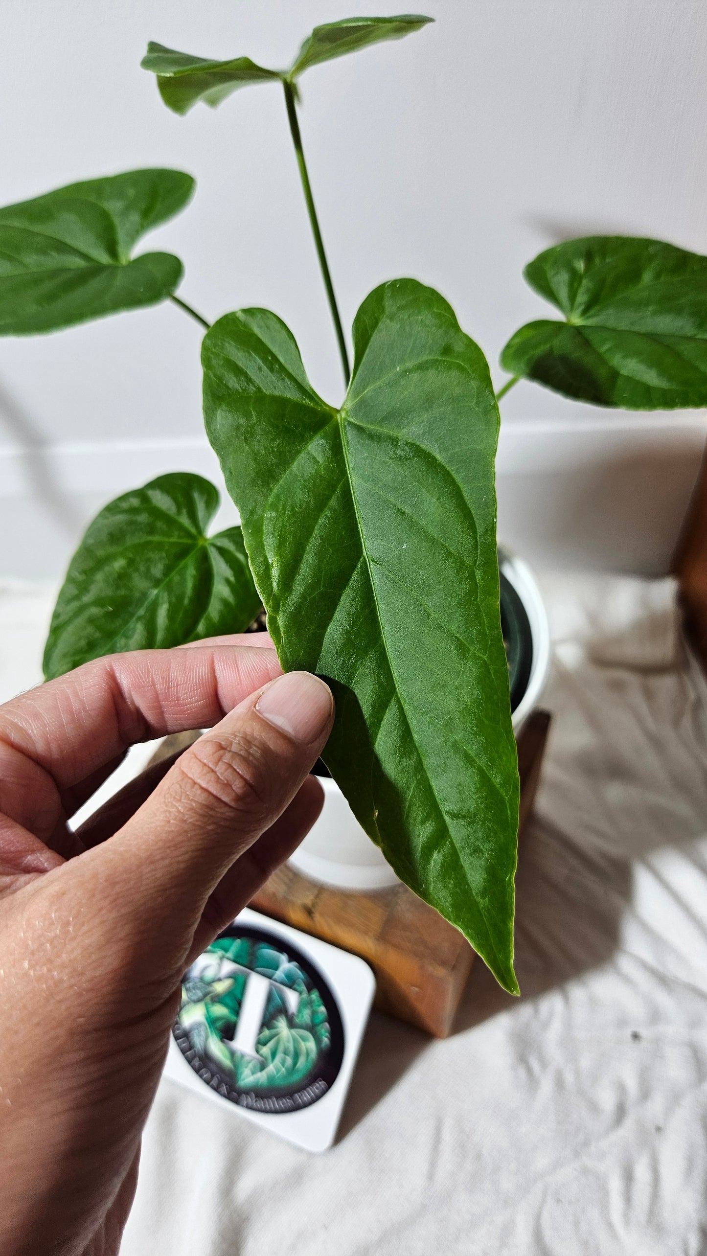 Anthurium Balaoanum "format MOYEN" (ANT-178)