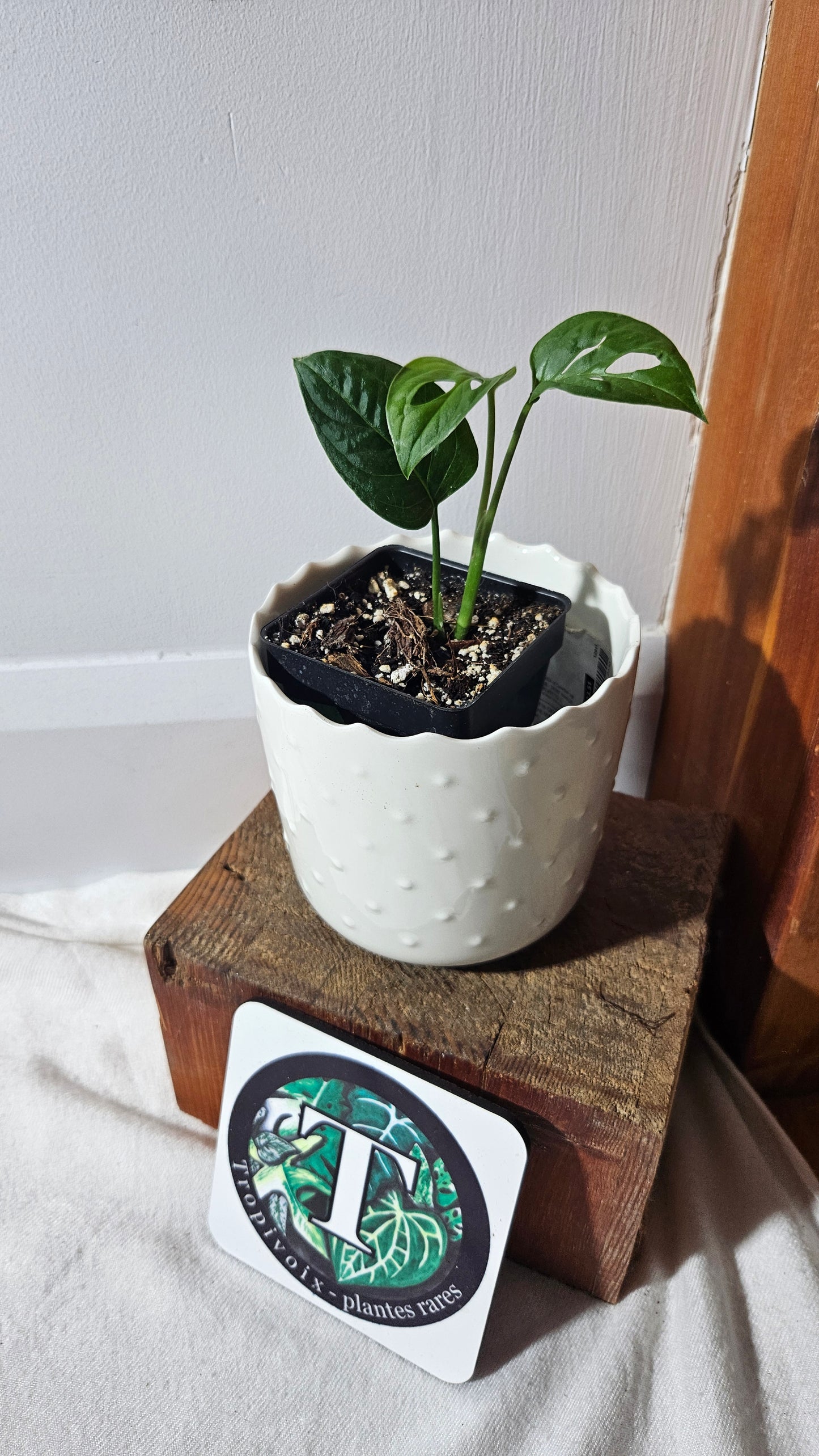 Monstera Obliqua Aff Zamora (MON-405)