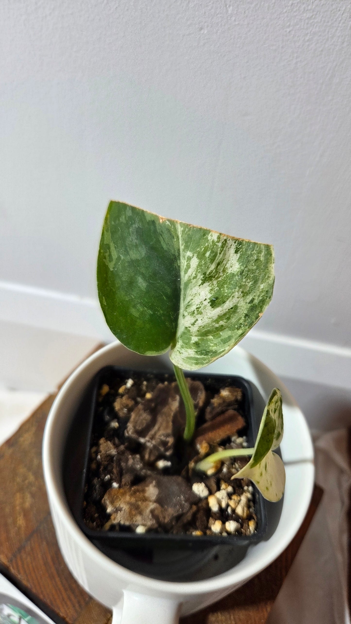 Scindapsus Silver Splash Variegata (SCI-646)