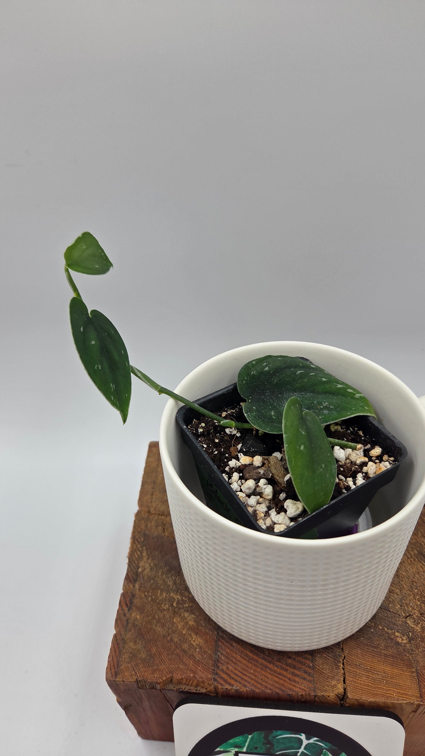 Scindapsus Black SP Bornéo (SCI-1444)