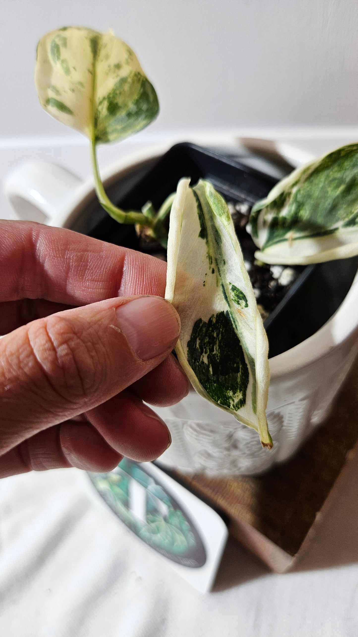 Scindapsus Simbara Mutation (SCI-1314)