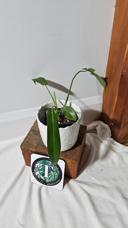 Philodendron Longilobatum (PHI-857)