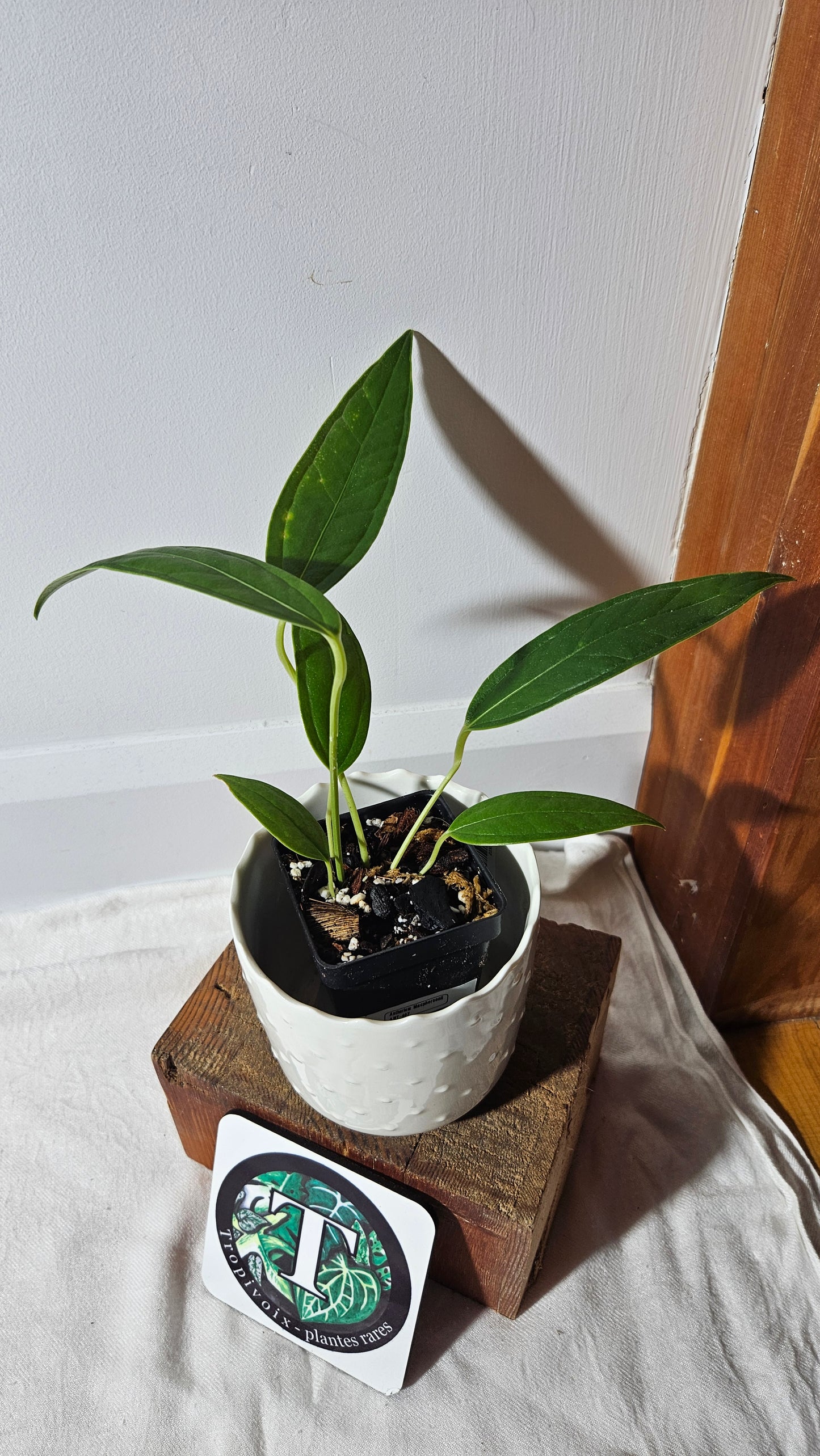Anthurium Macphersonii "format MOYEN" (ANT-407)