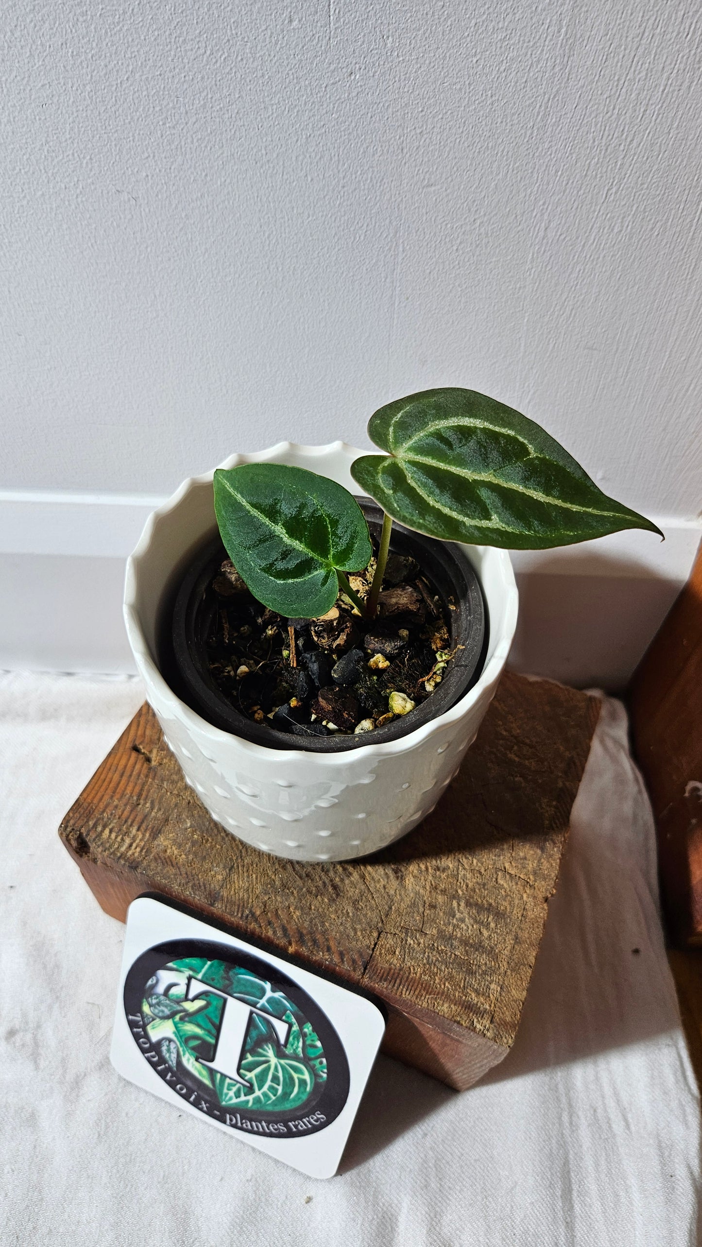 Anthurium Besseae Hybrid "Format PETIT" (ANT-565)
