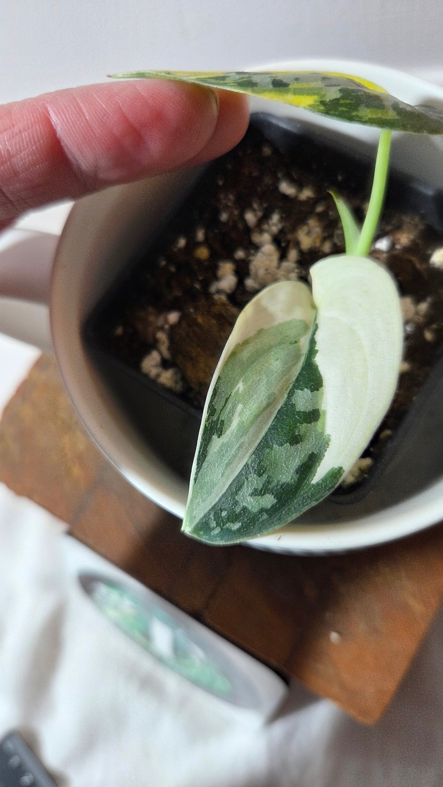 Scindapsus Mayari (SCI-1356)