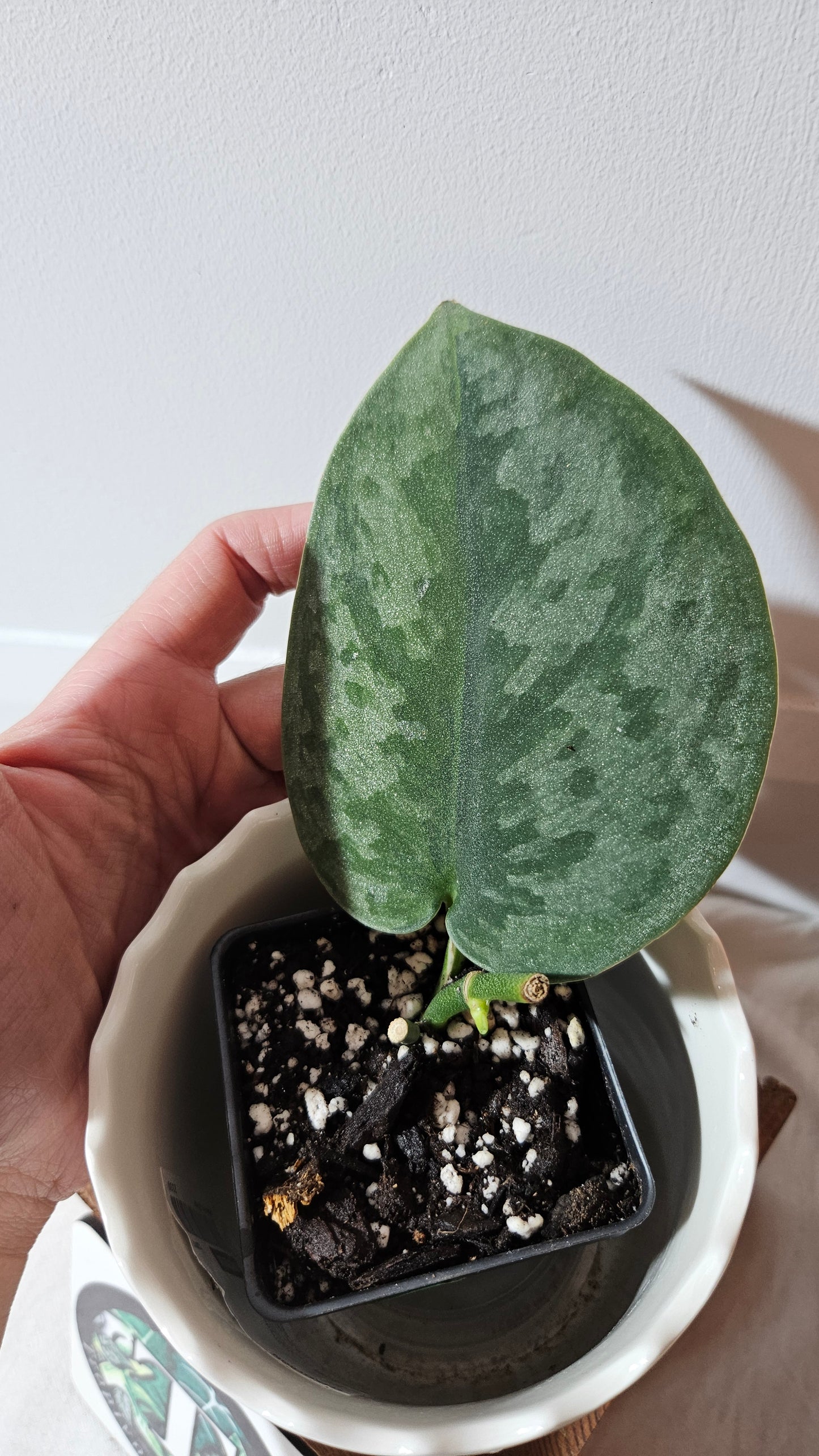 Scindapsus Venom (SCI-1018)