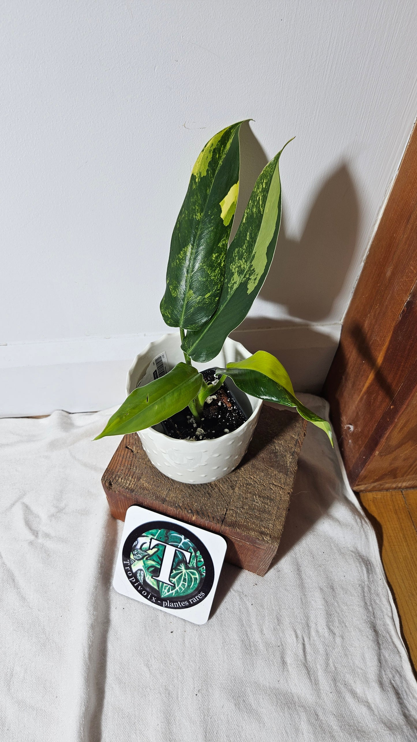 Philodendron Domesticum Variegata (PHI-667)