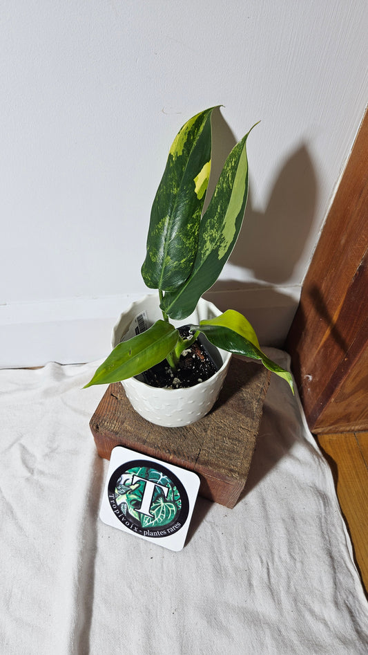 Philodendron Domesticum Variegata (PHI-667)