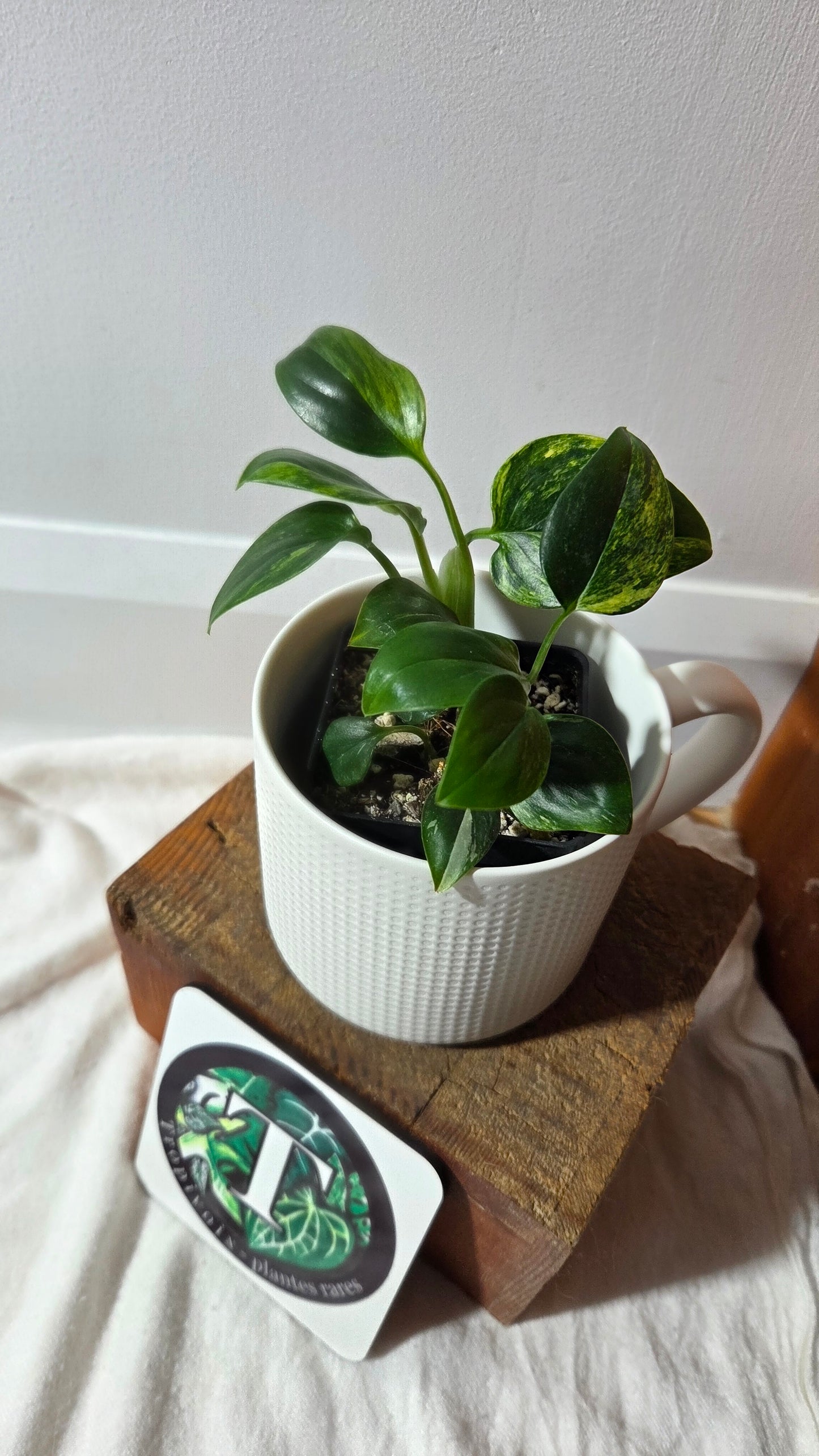 Monstera Standleyana Aurea (MON-486)