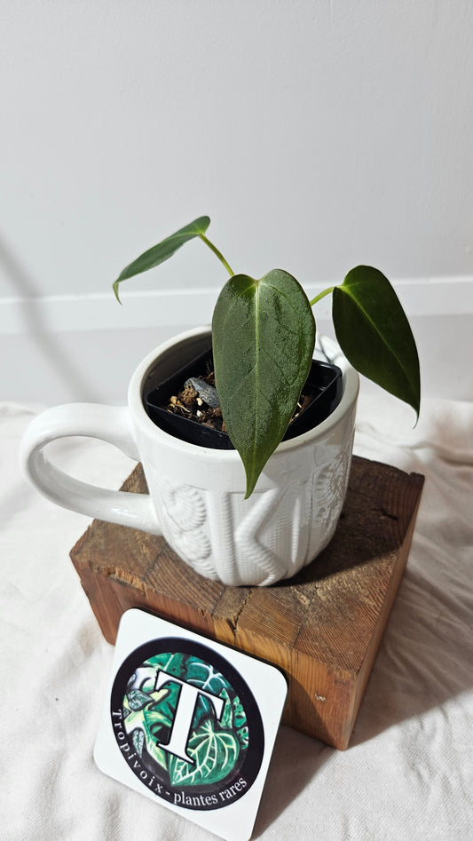 Anthurium Silver Blush X Subsignatum "format PETIT" (ANT-176)