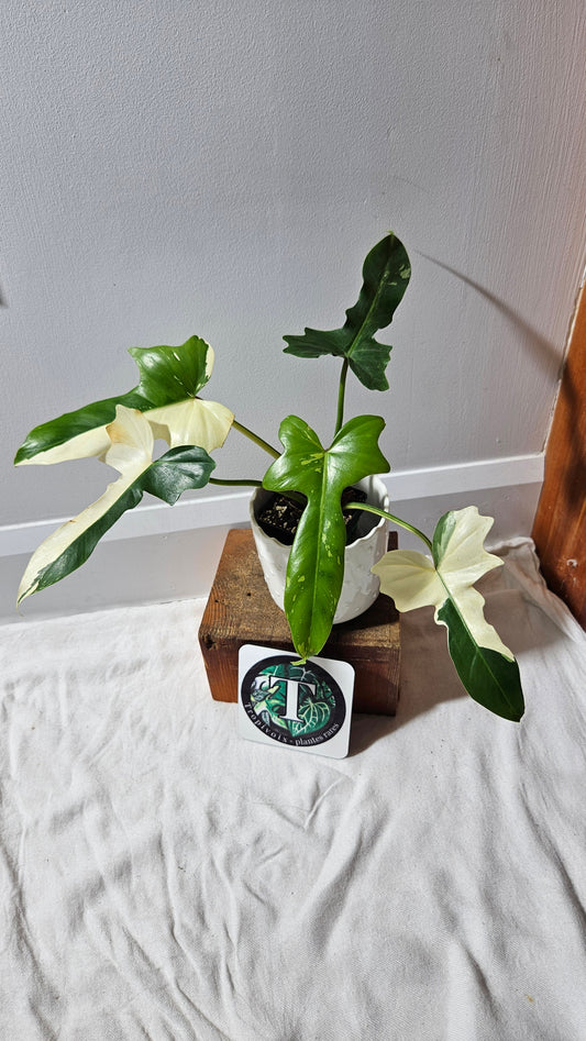 Philodendron Golden Dragon Variegata (PHI-899)