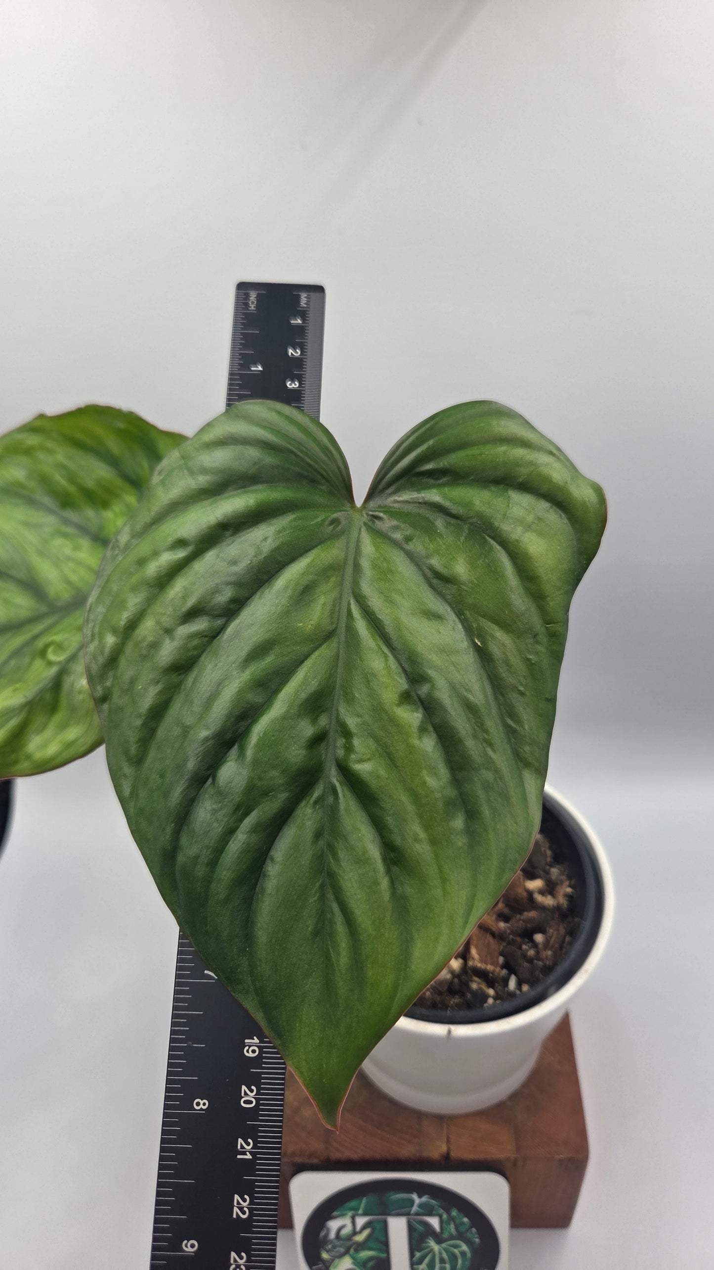 Philodendron Aff Colombia Black(PHI-638)