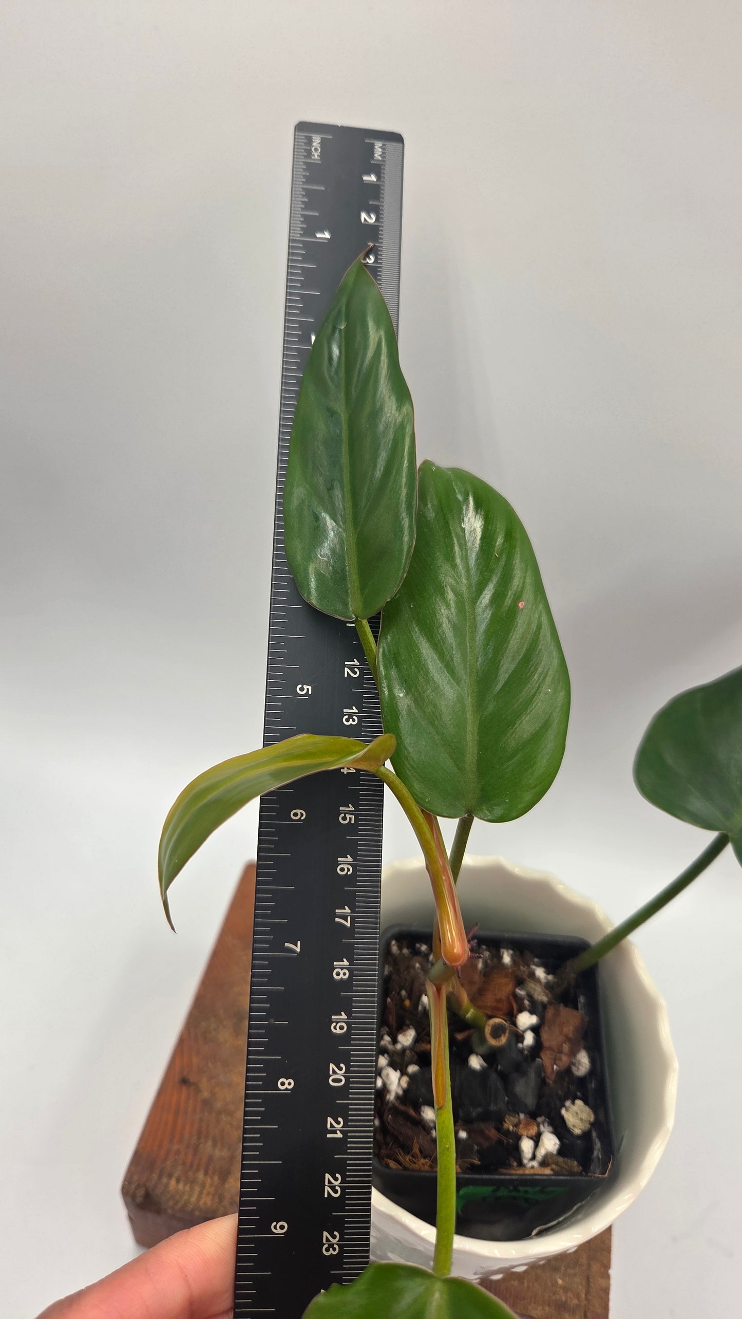 Philodendron Erubescens Chocolate (PHI-1068)