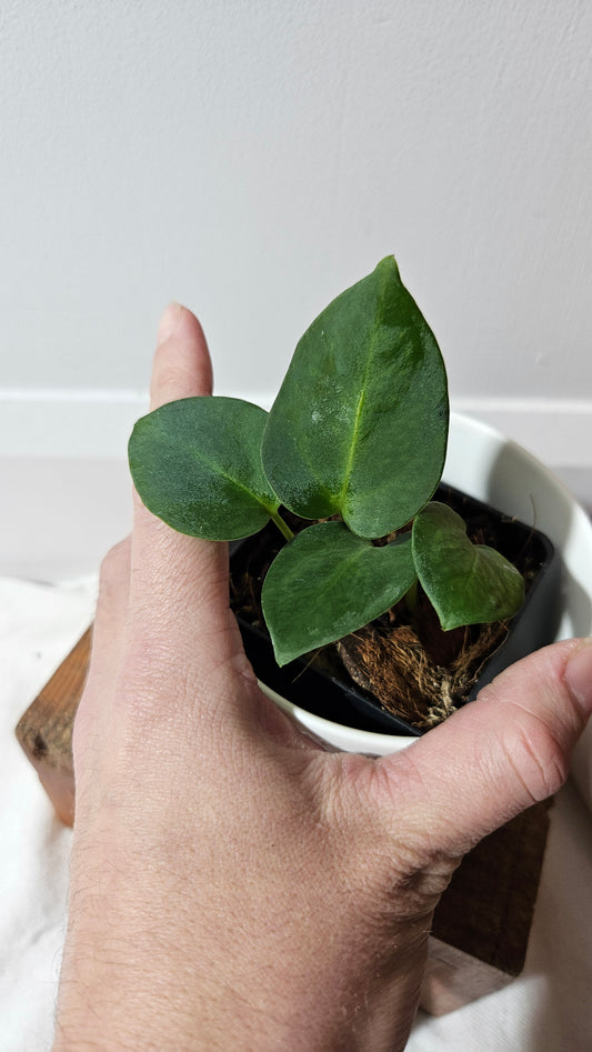 Anthurium Villenaorum X Warocqueanum  "format PETIT"(ANT-642)