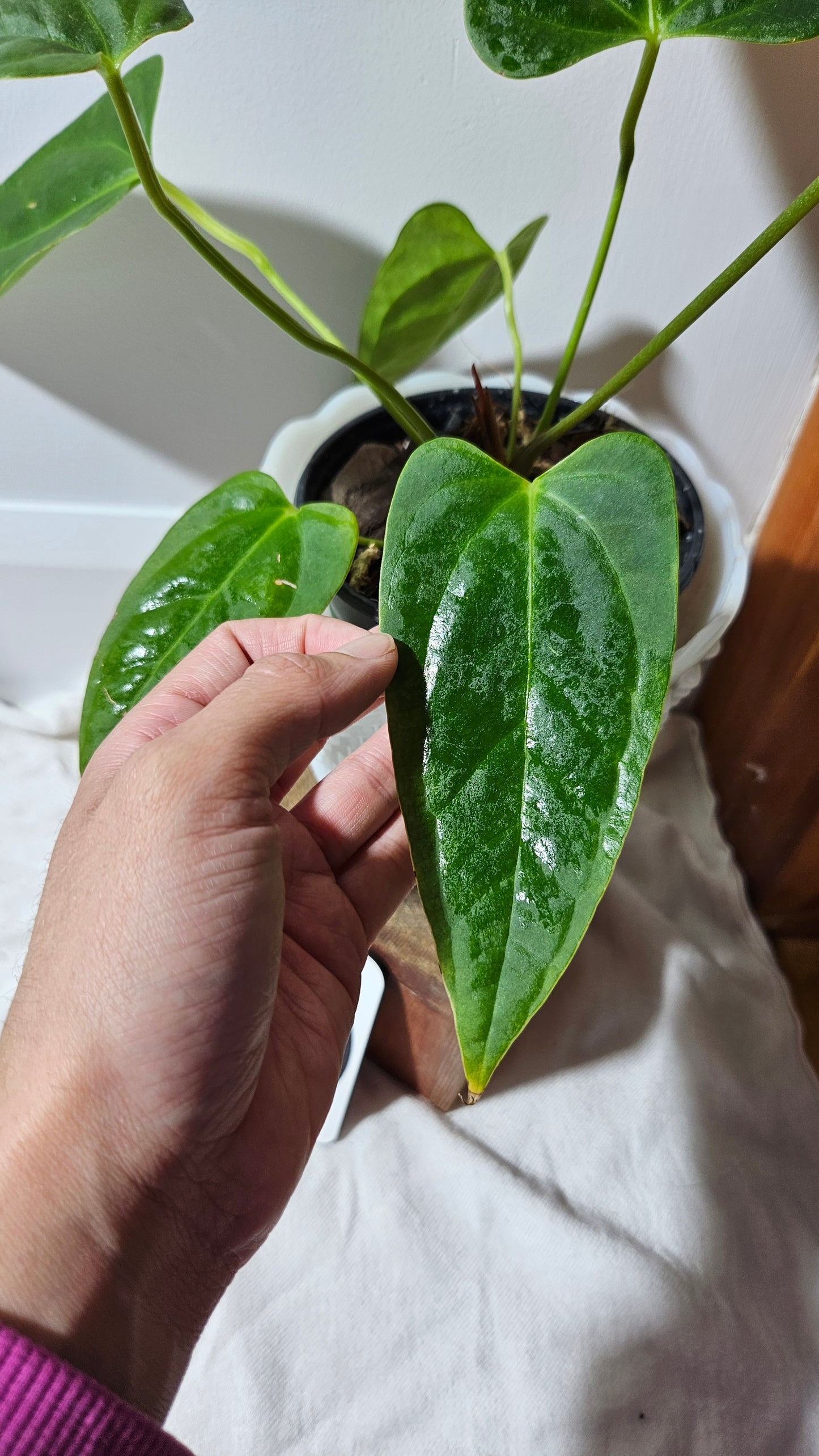 Anthurium Portillae Indo "format MEDIUM/LARGE" (ANT-125)