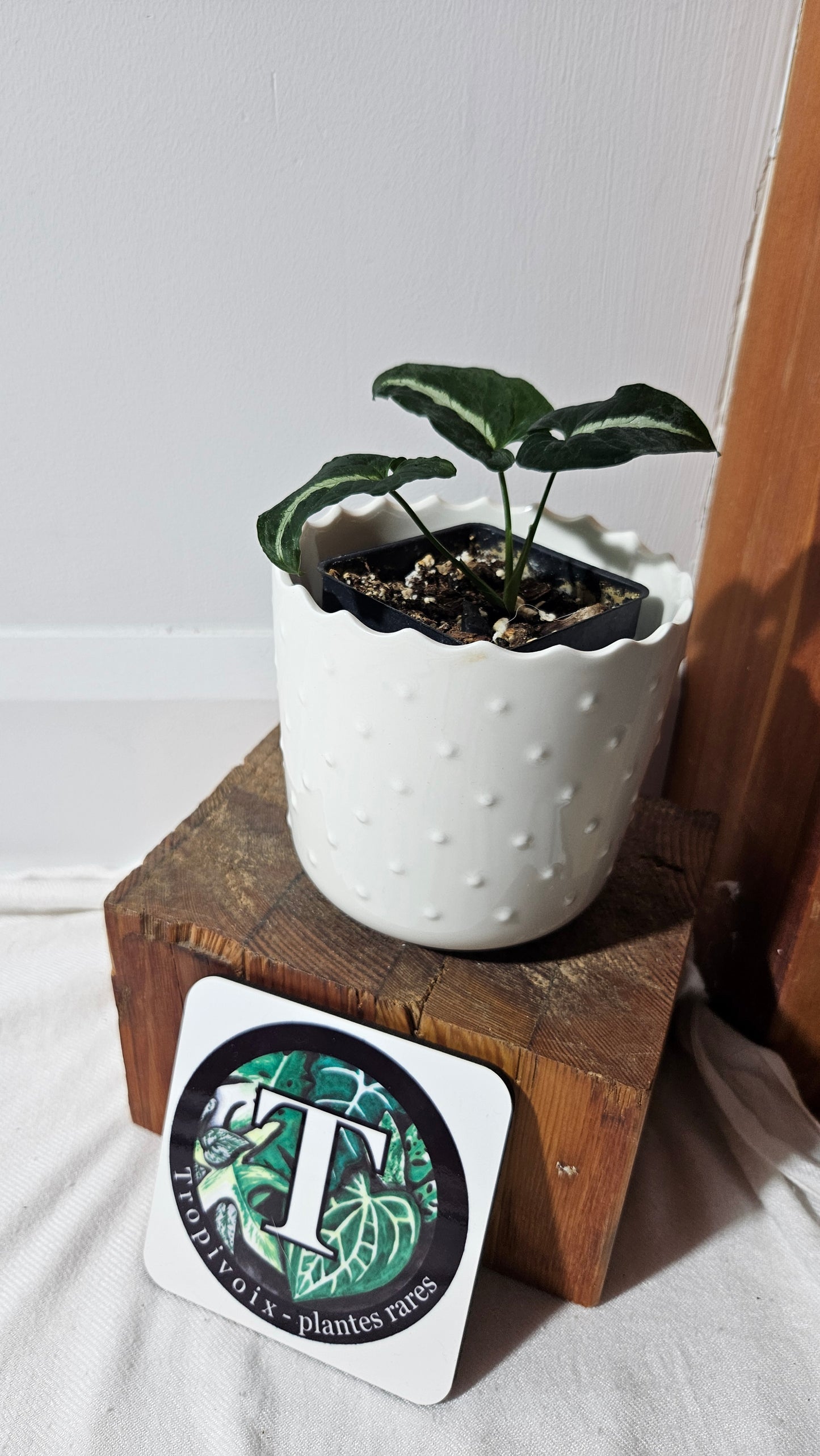 Syngonium Wendlandii (SYN-443)
