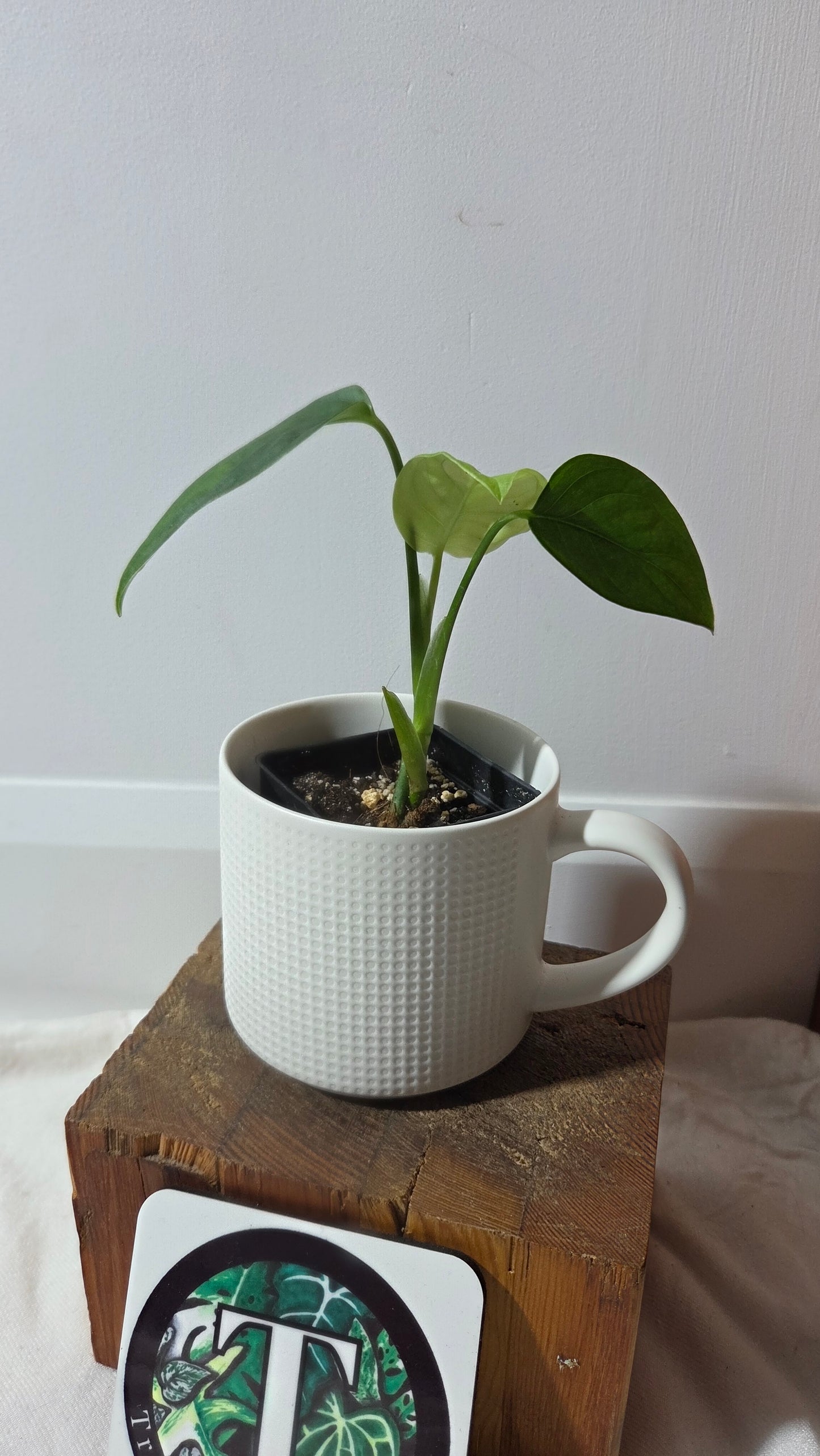Monstera Obliqua Aff LaUnion (MON-516)