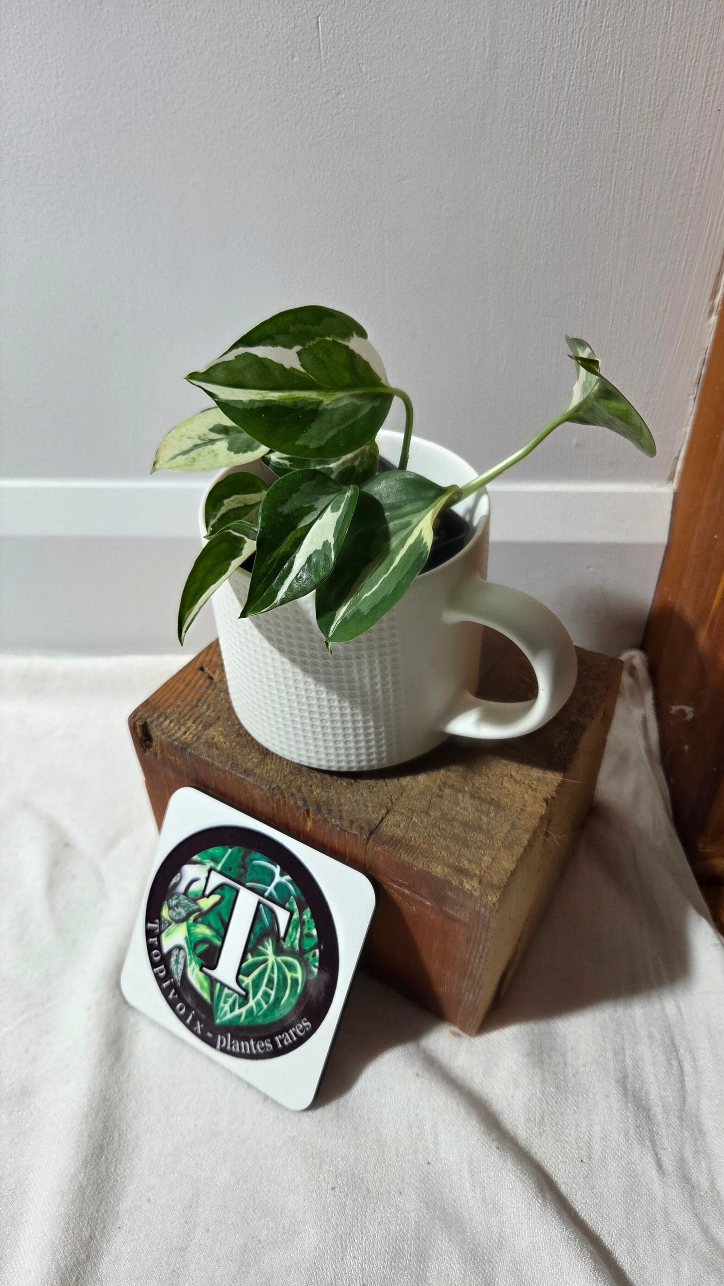 Epipremnum Aureum Glacier (EPI-229)