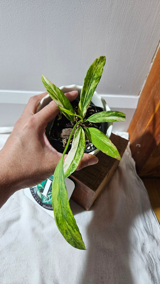 Anthurium Vittarifolium Variegata "format PETIT"(ANT-443)