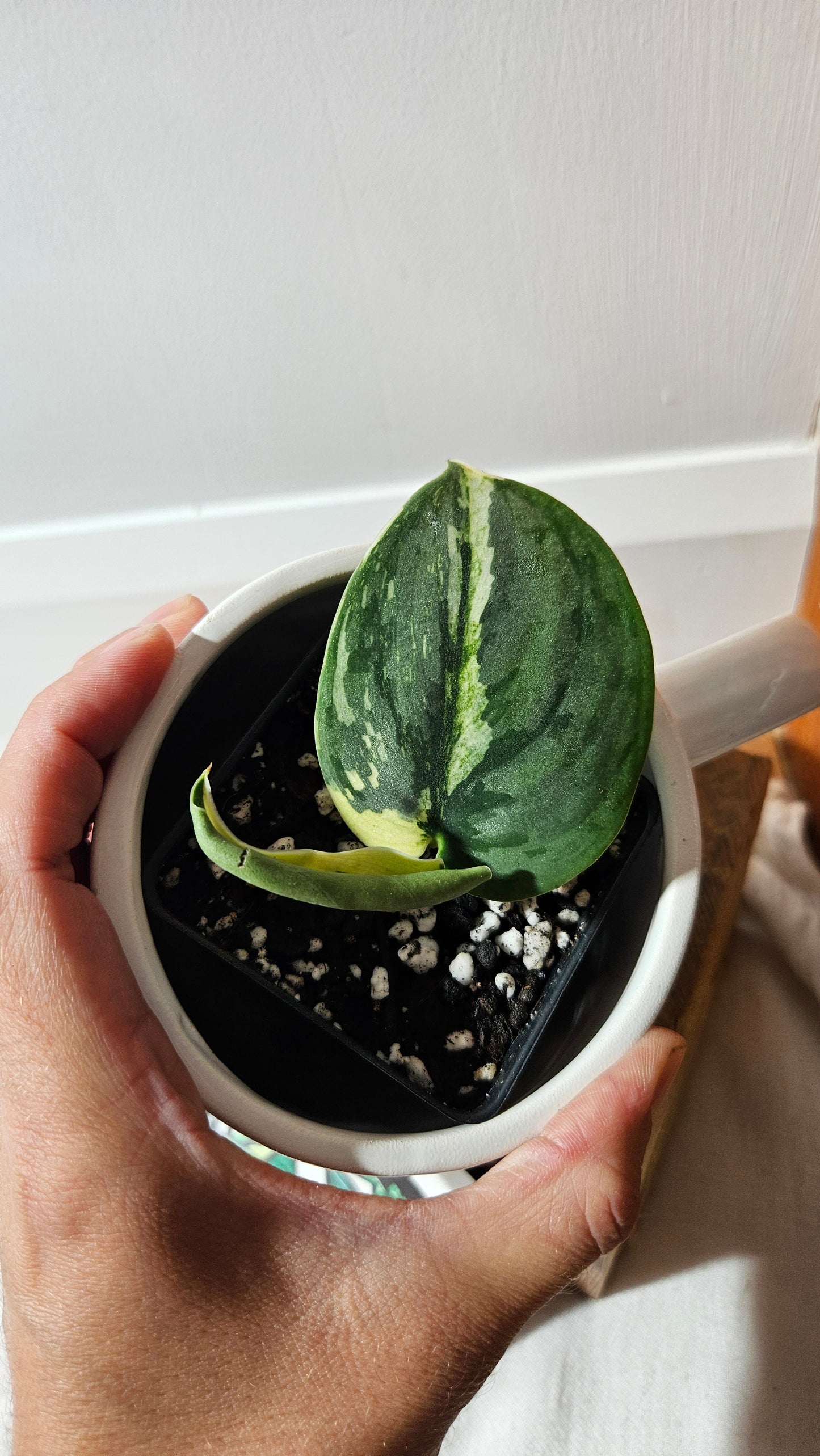 Scindapsus Jung jung Buih (SCI-1292)