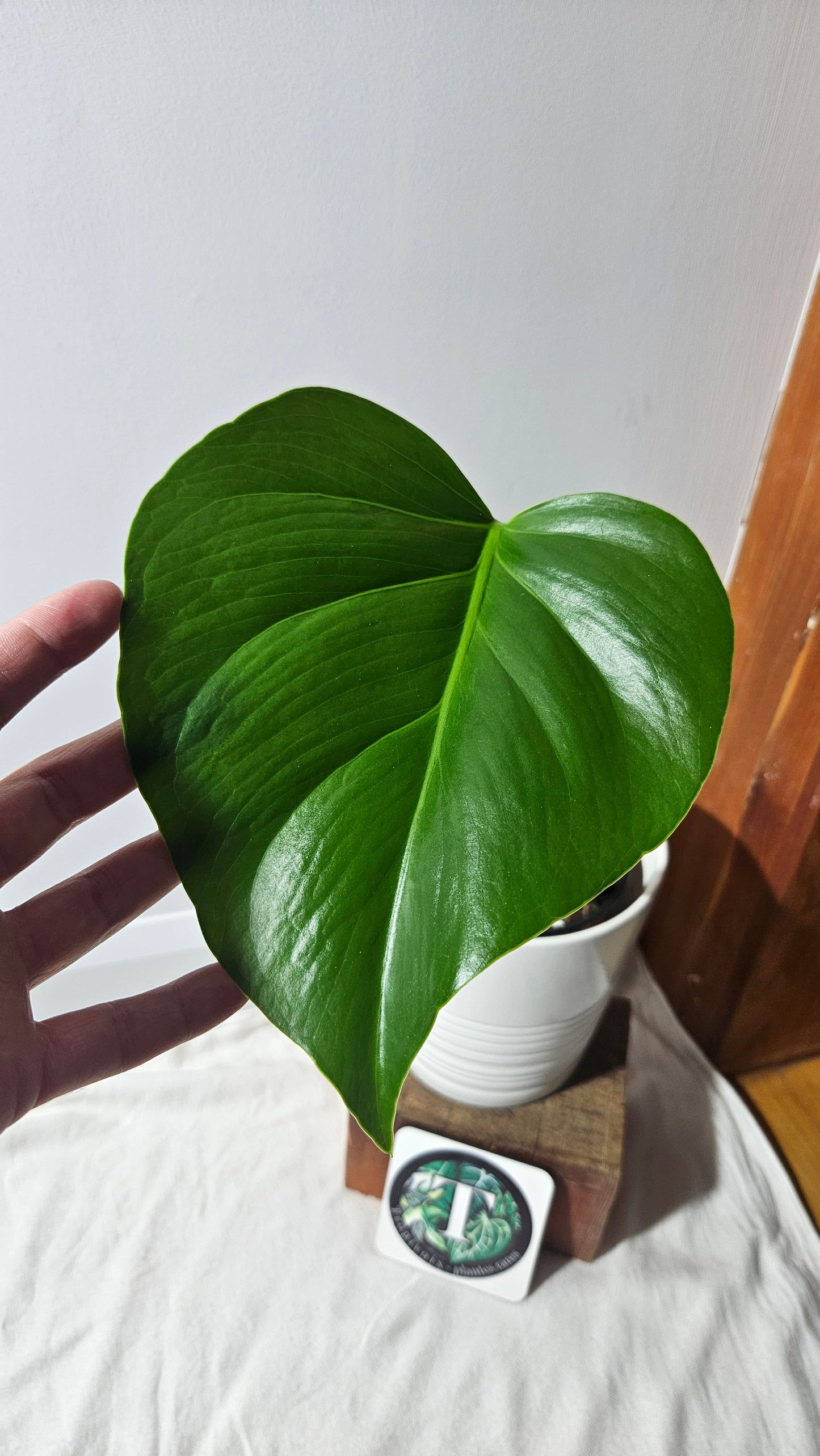 Monstera Brazilian Form (MON-450)