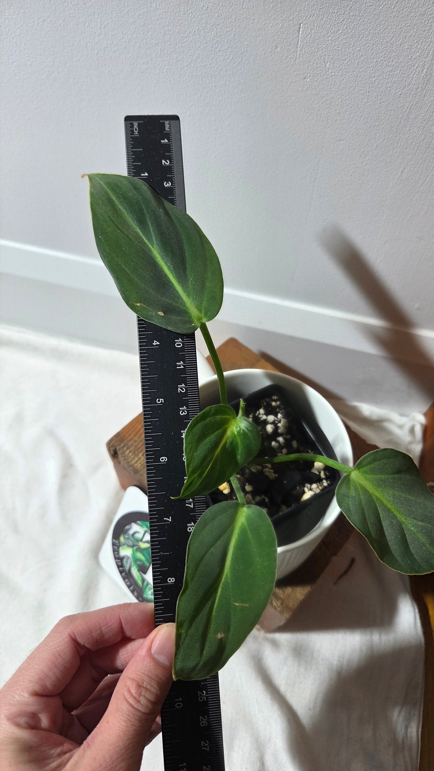 Philodendron Gloriosum x Plowmanii (PHI-1002)