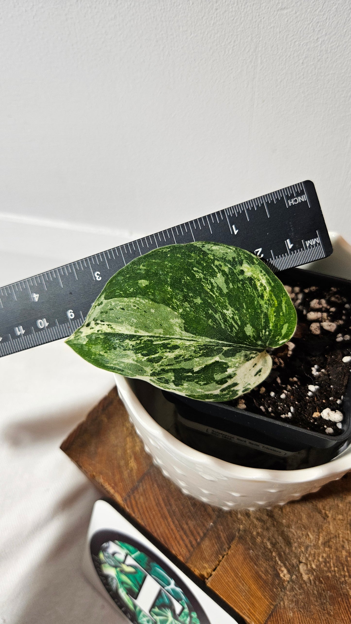 Scindapsus Dark satin Tricolore (SCI-1042)