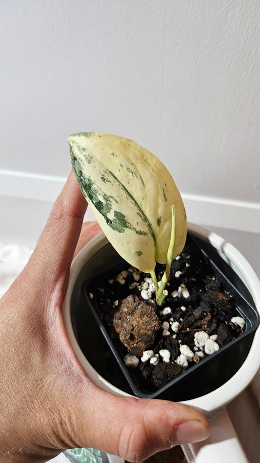 Scindapsus Exotica albo (SCI-1310)