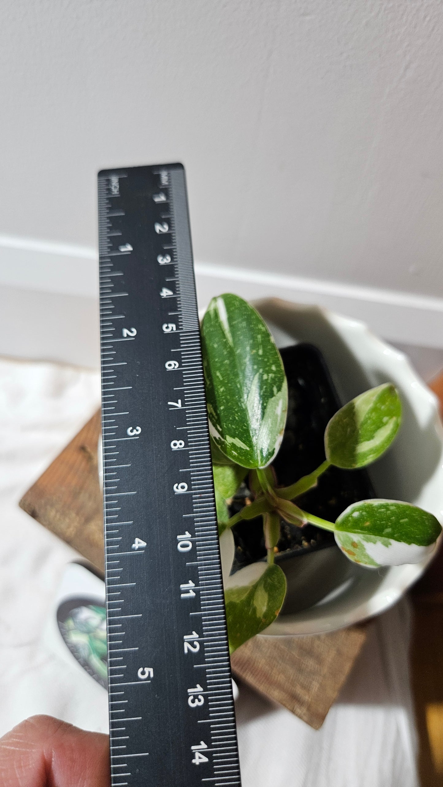 Philodendron White Princess (PHI-884)