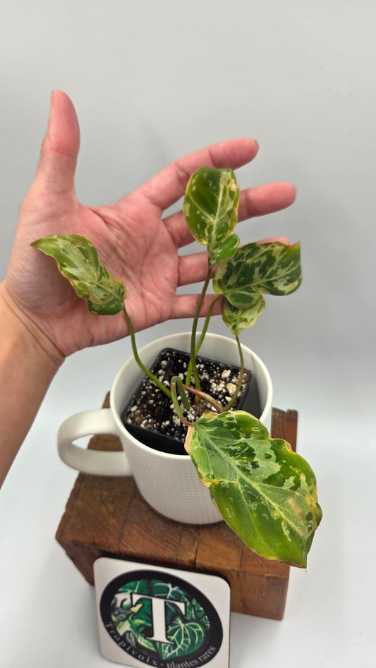 Philodendron Gloriosum "Snow leopard" (PHI-1026)