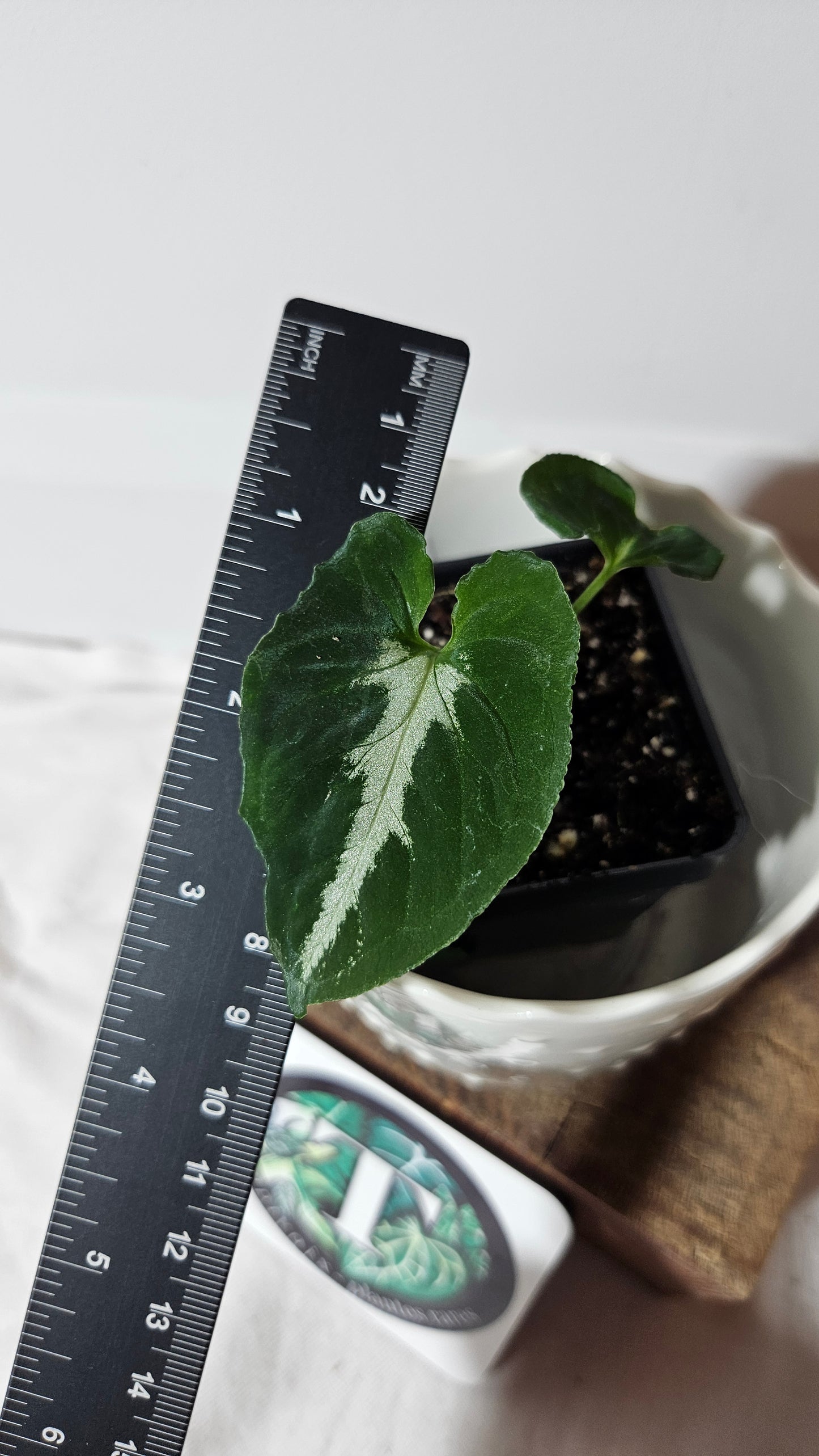 Syngonium Wendlandii "Southern Star"(SYN-316)