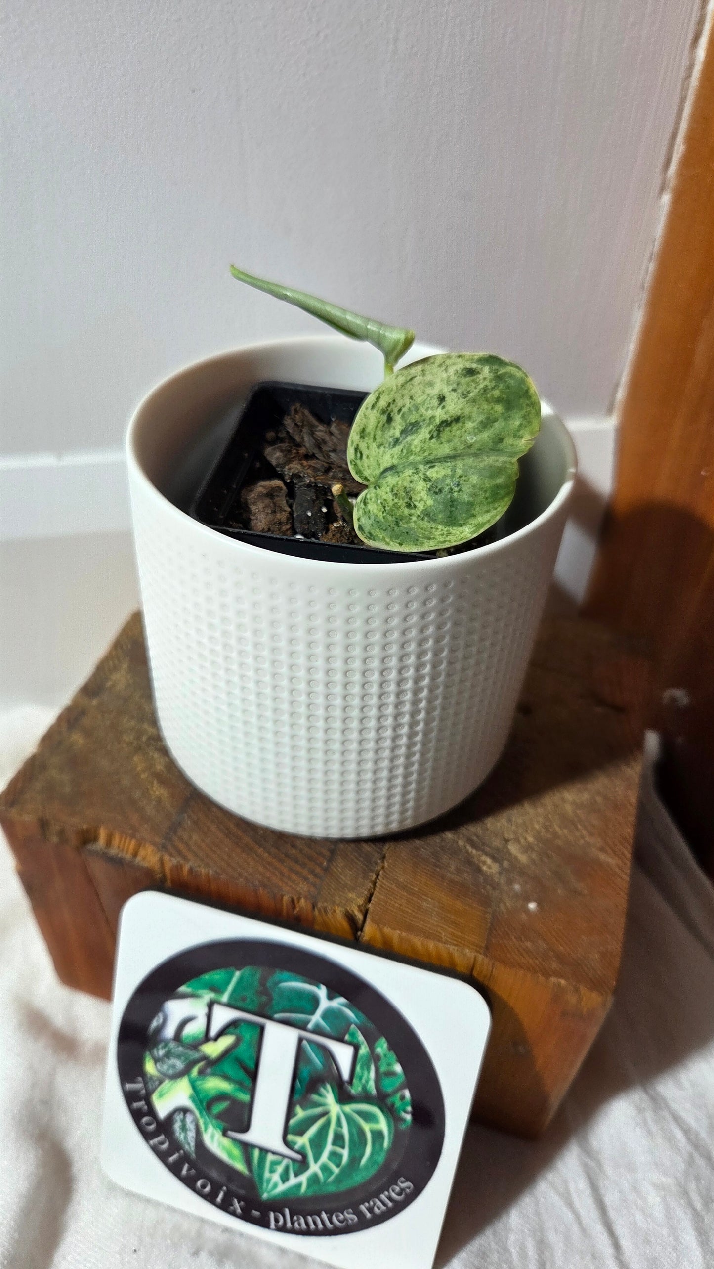 Scindapsus Silver Cloud variegata (SCI-1366)