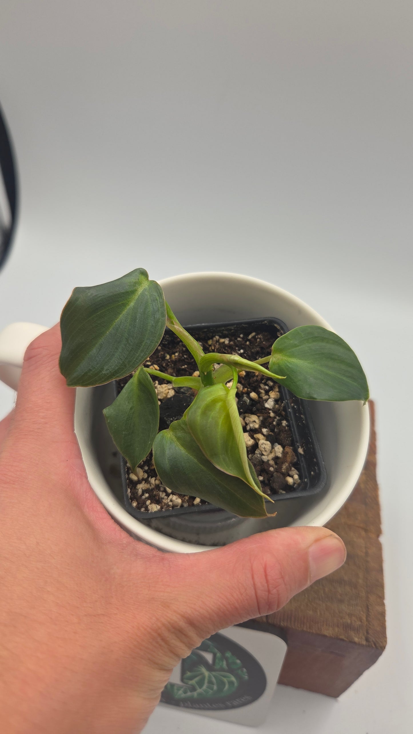 Philodendron Glorious (PHI-1050)