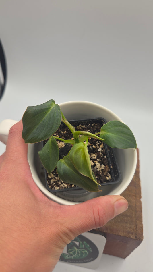 Philodendron Glorious (PHI-1050)