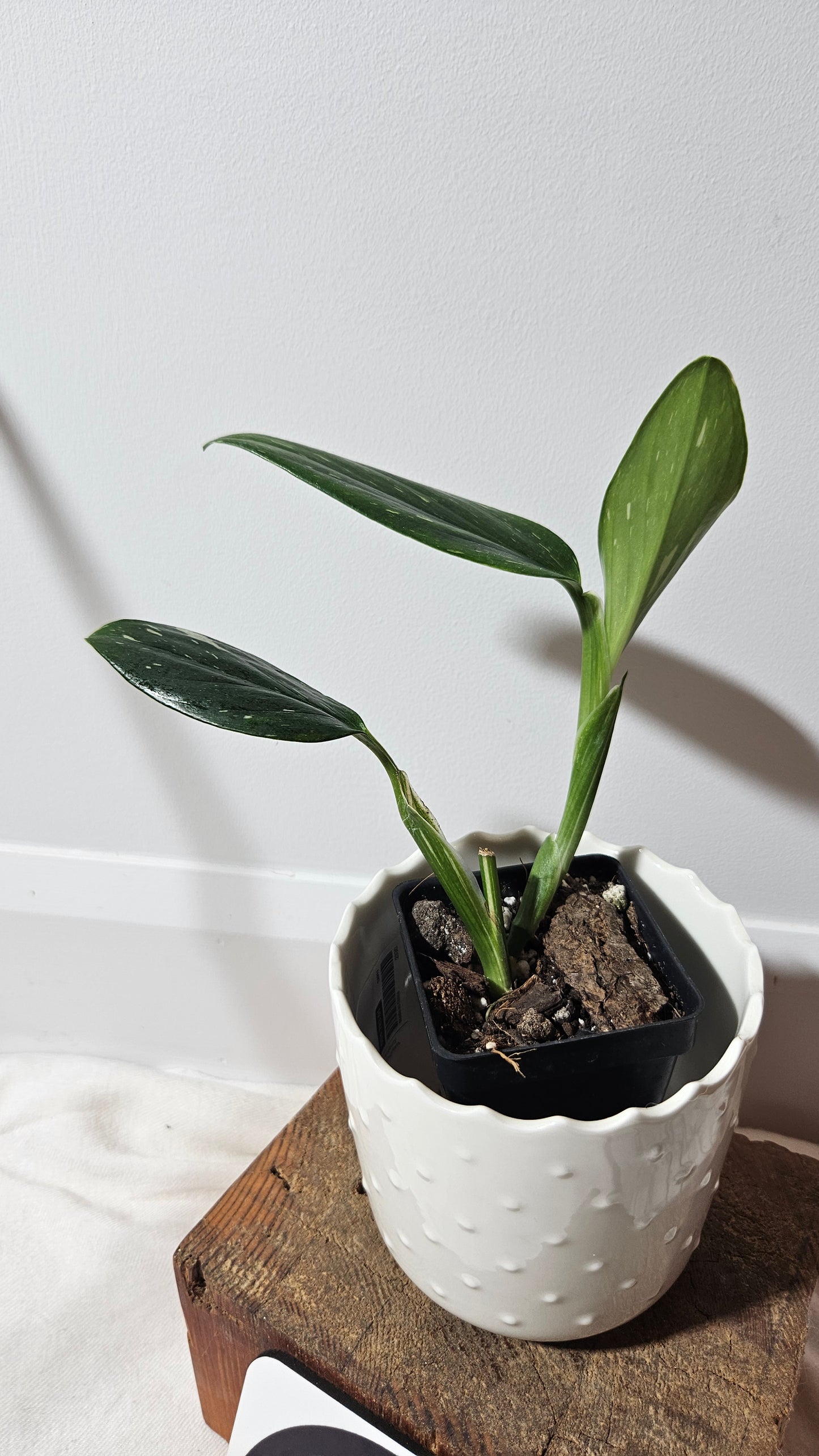 Monstera Standleyana Albo (MON-211)