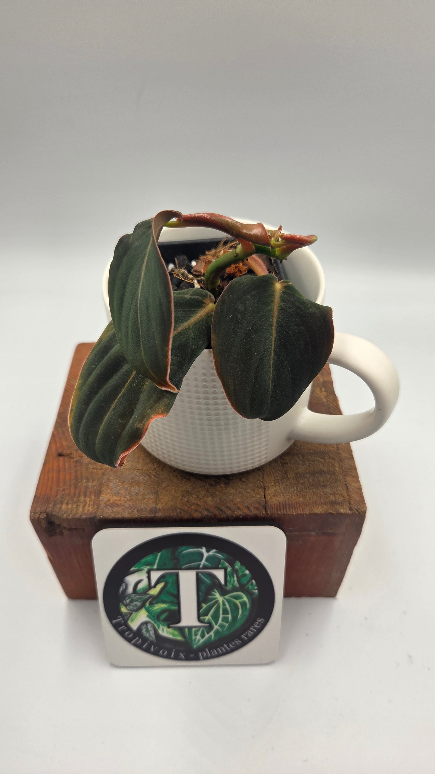 Philodendron Gigas (PHI-1055)