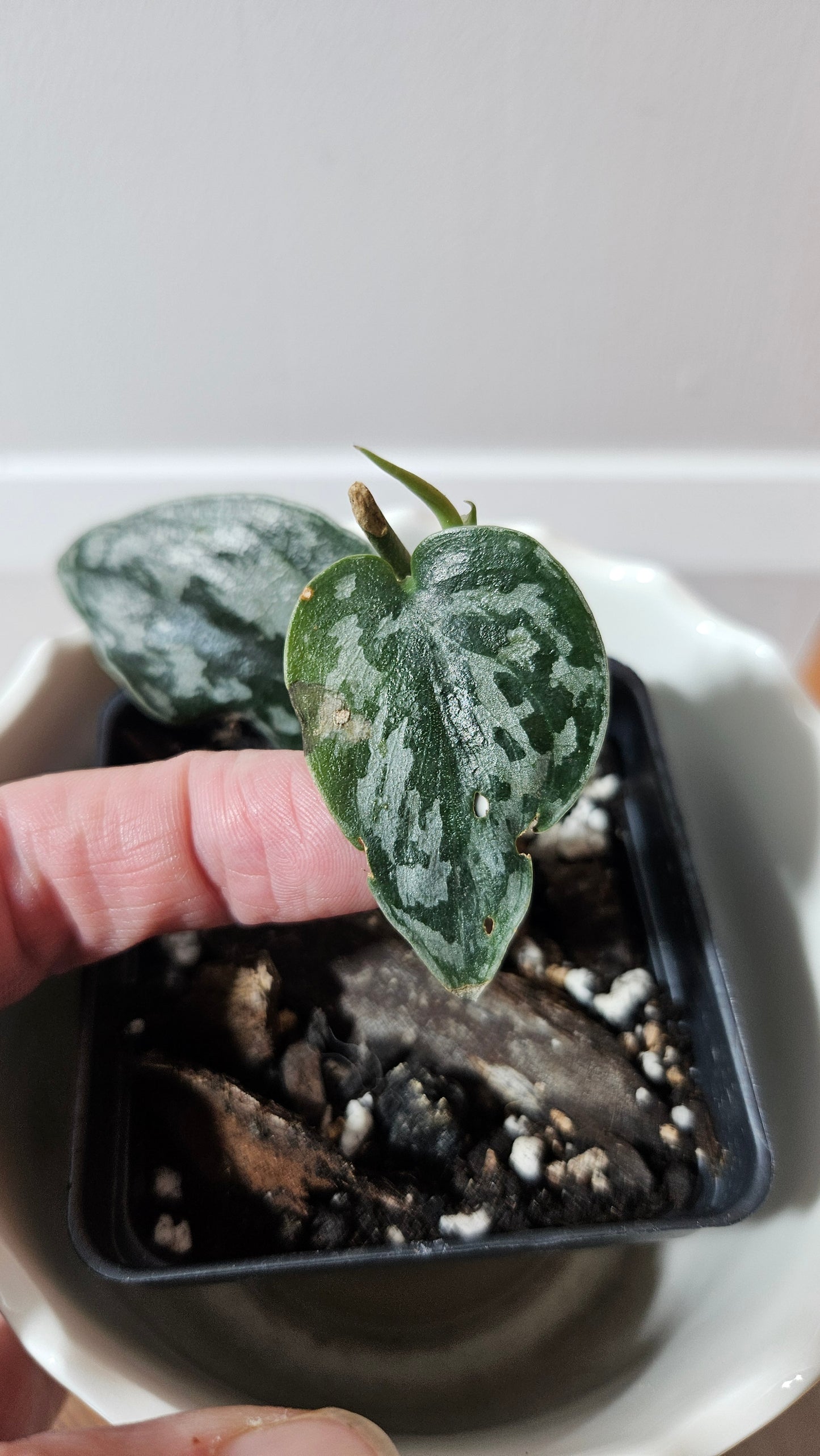 Scindapsus Black Exotica (SCI-1326)
