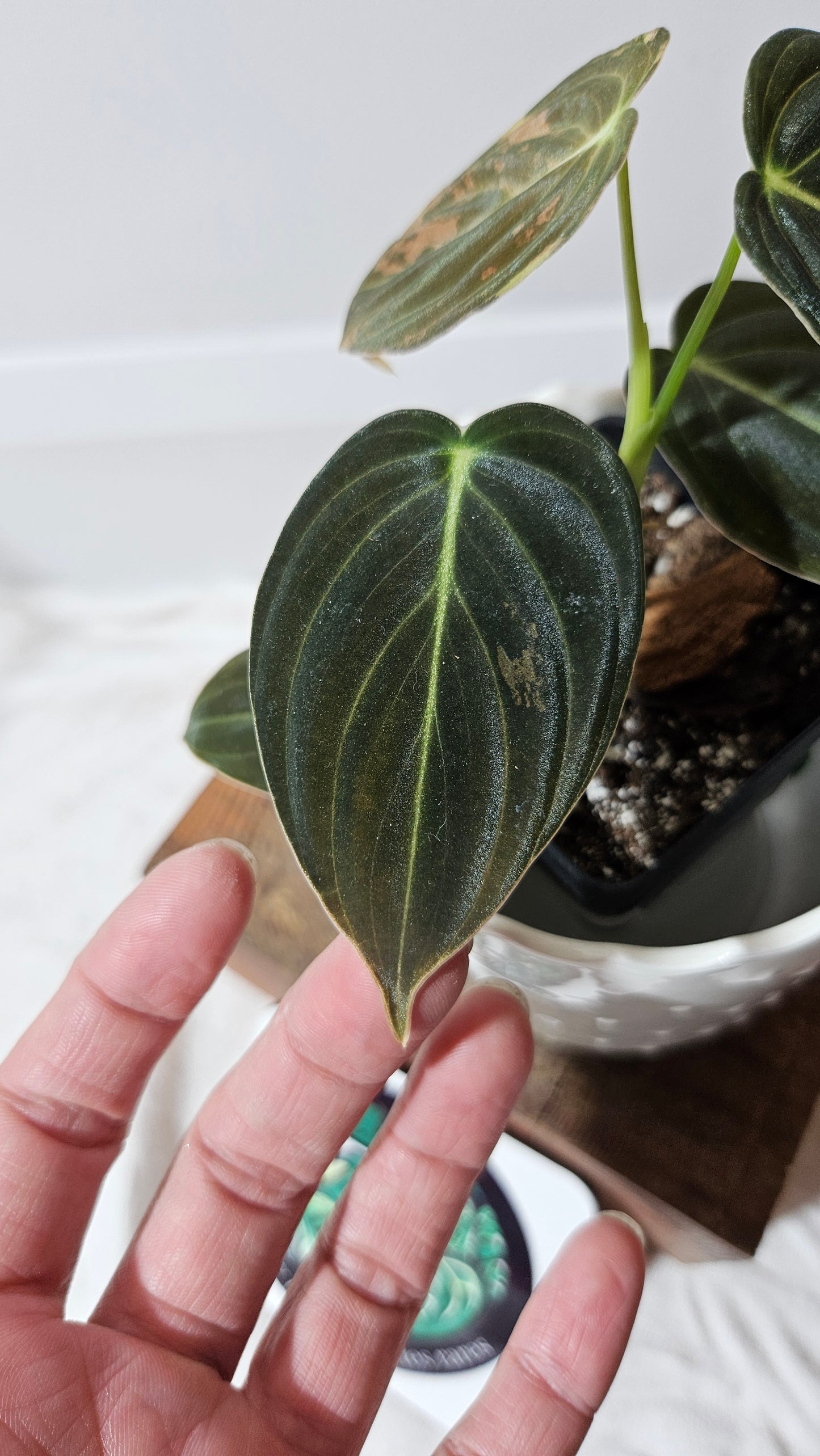 Philodendron Melanochrysum Variegata (PHI-553)