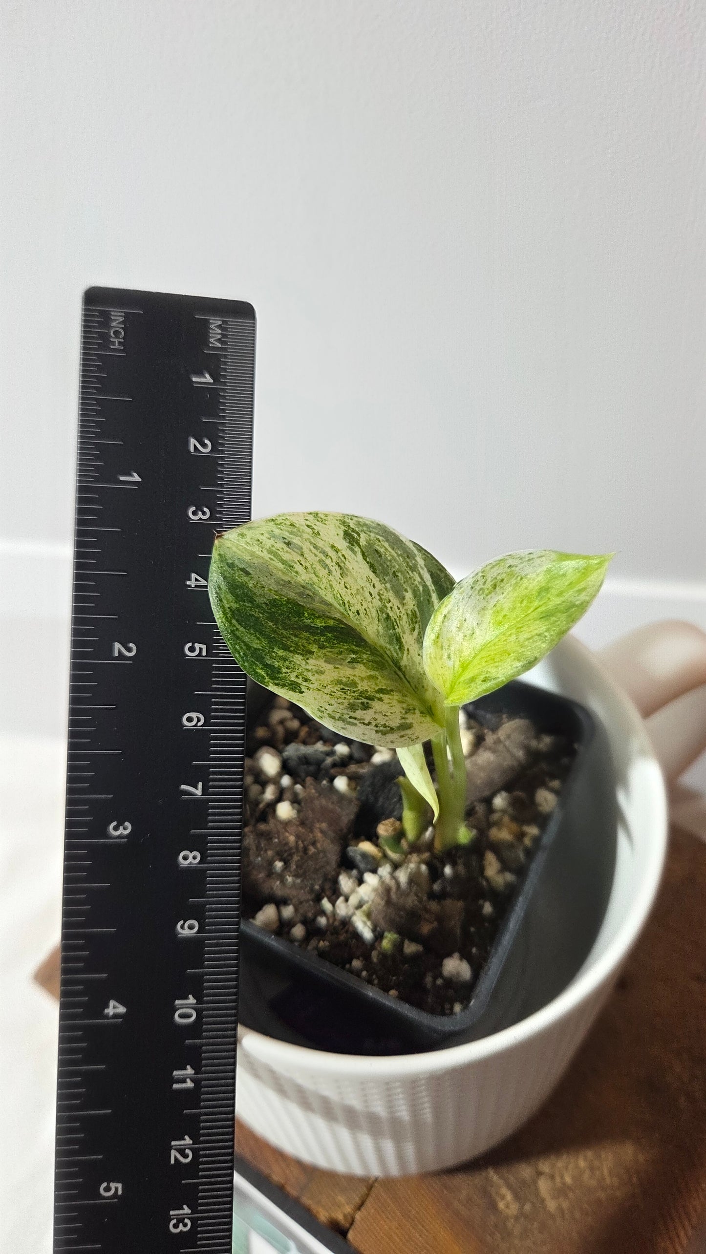 Scindapsus Moonlight Marble (SCI-1393)