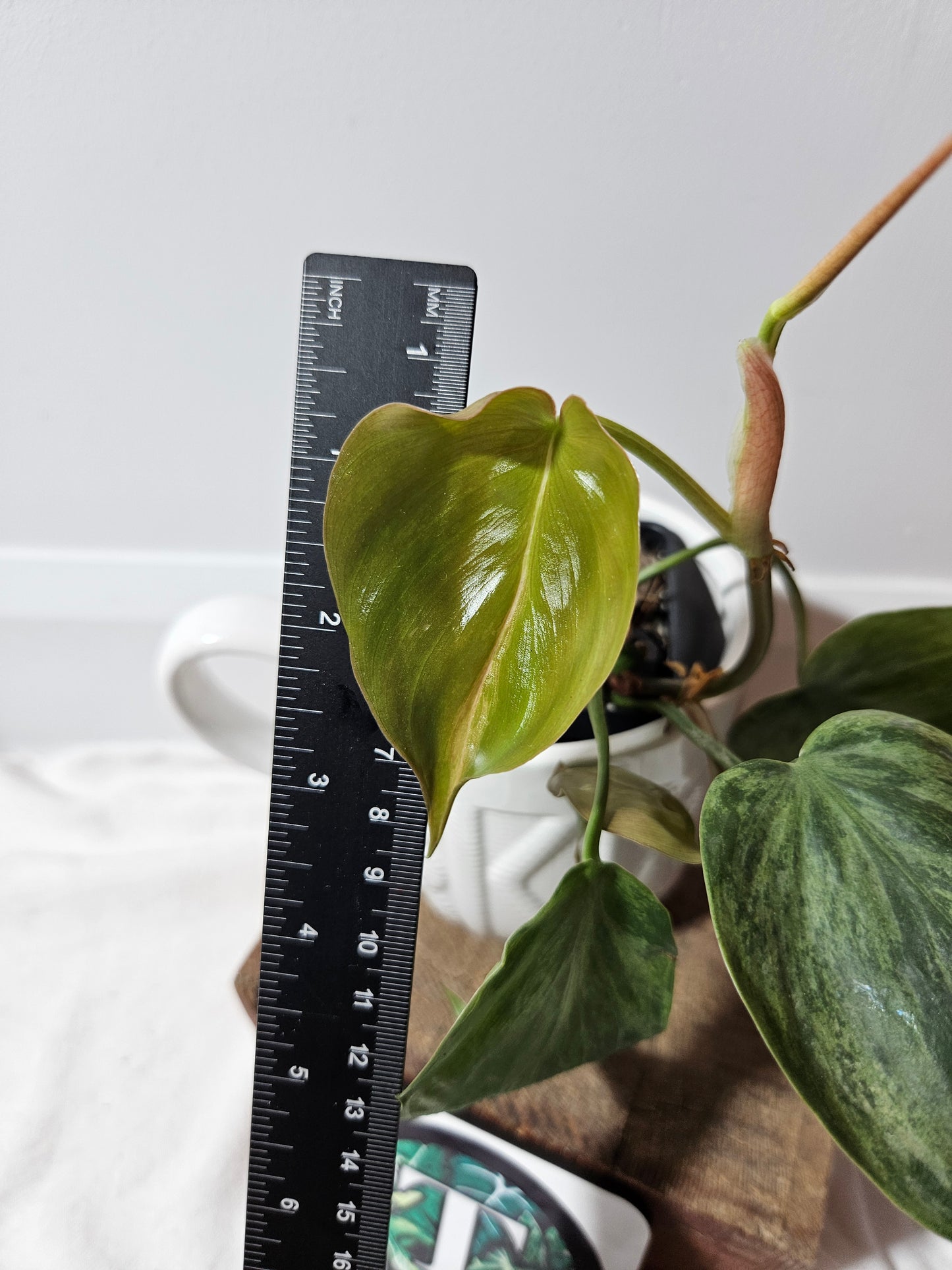 Philodendron Hederaceum Variegata (PHI-490)