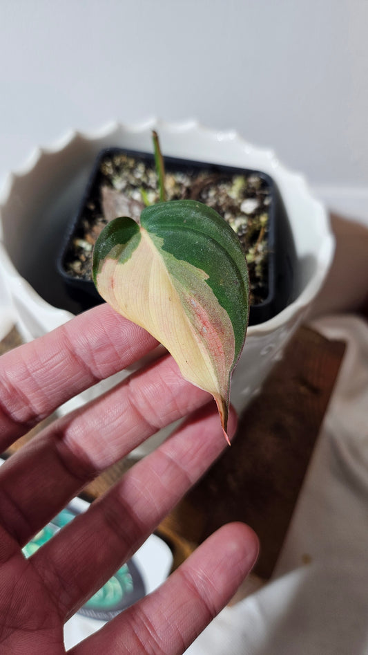 Philodendron Mican Variegata (PHI-861)