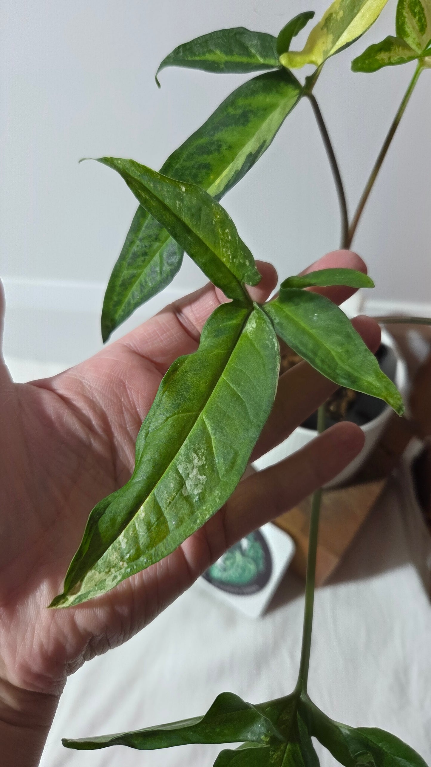 Syngonium Angustatum Albo (SYN-170)