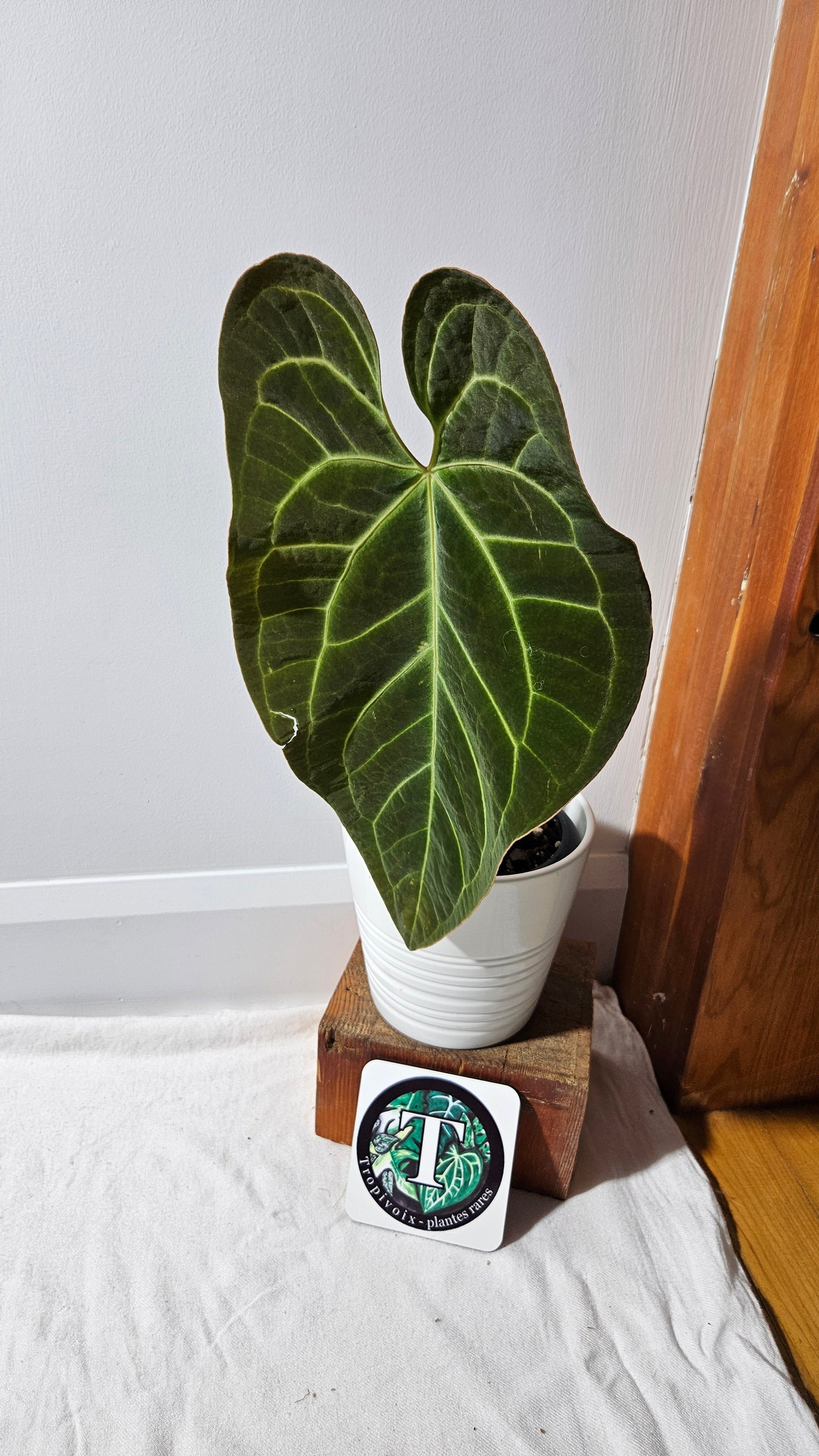 Anthurium Besseae Aff Black "Format LARGE" (ANT-566)