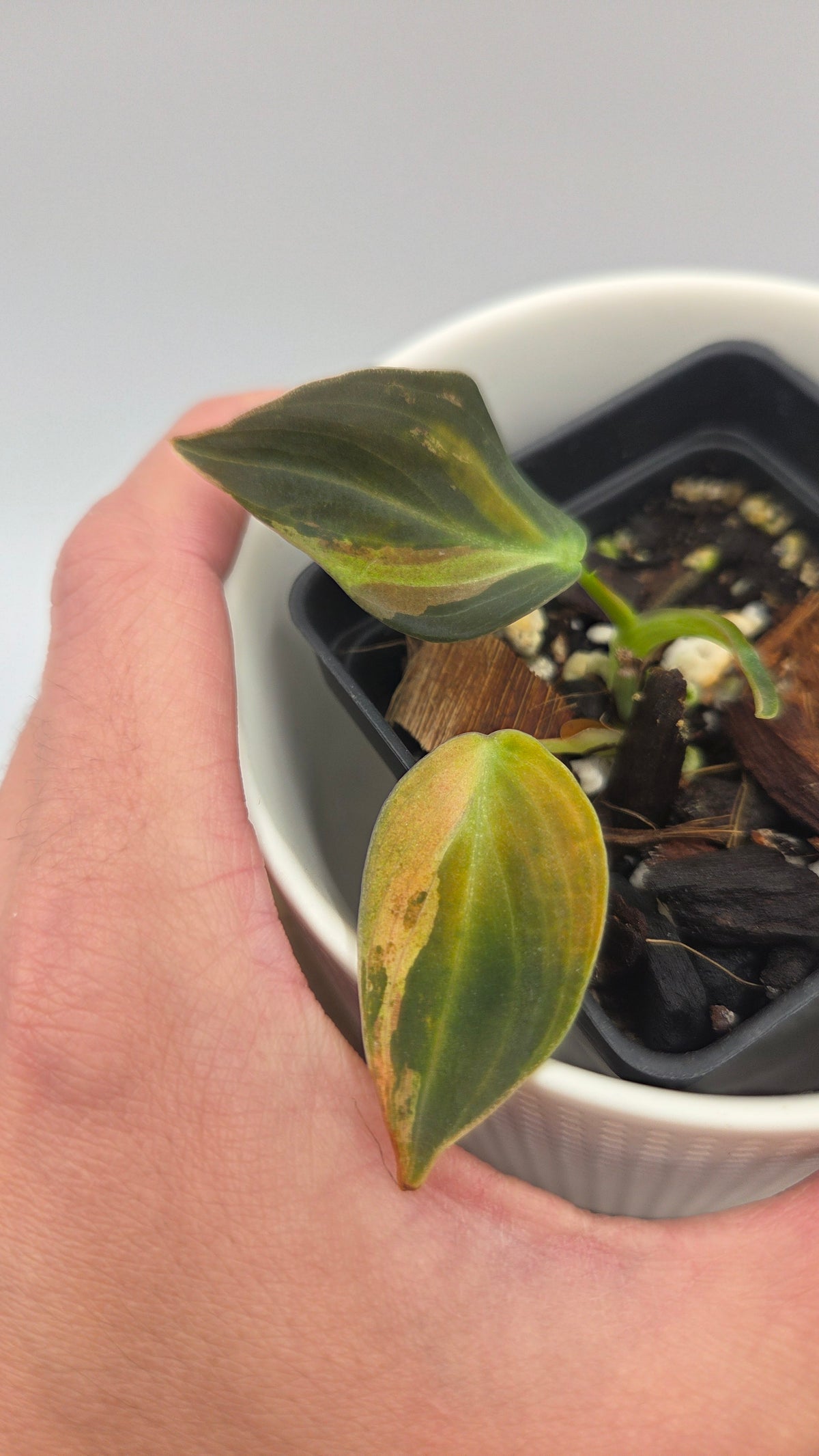 Philodendron Melanochrysum Variegata (PHI-1085)